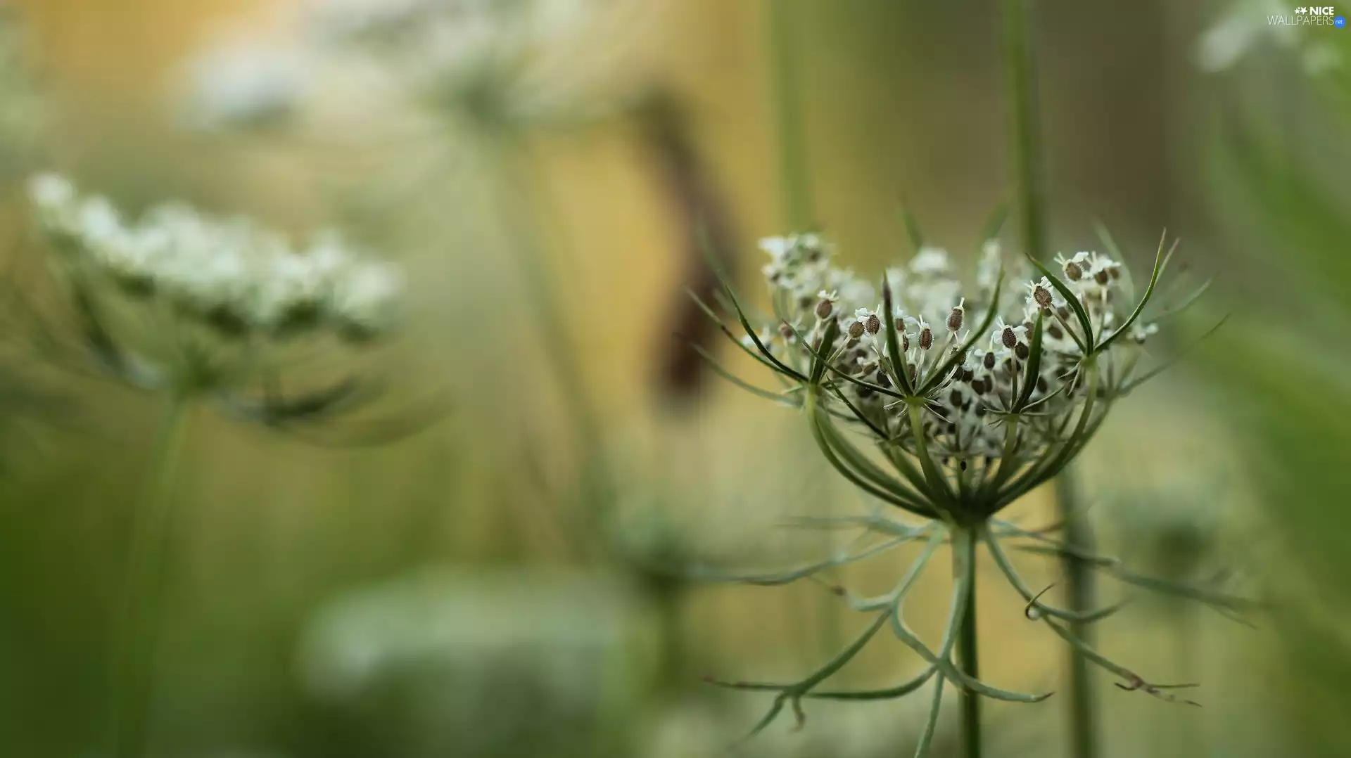 Flowers, Wild Carrot, White