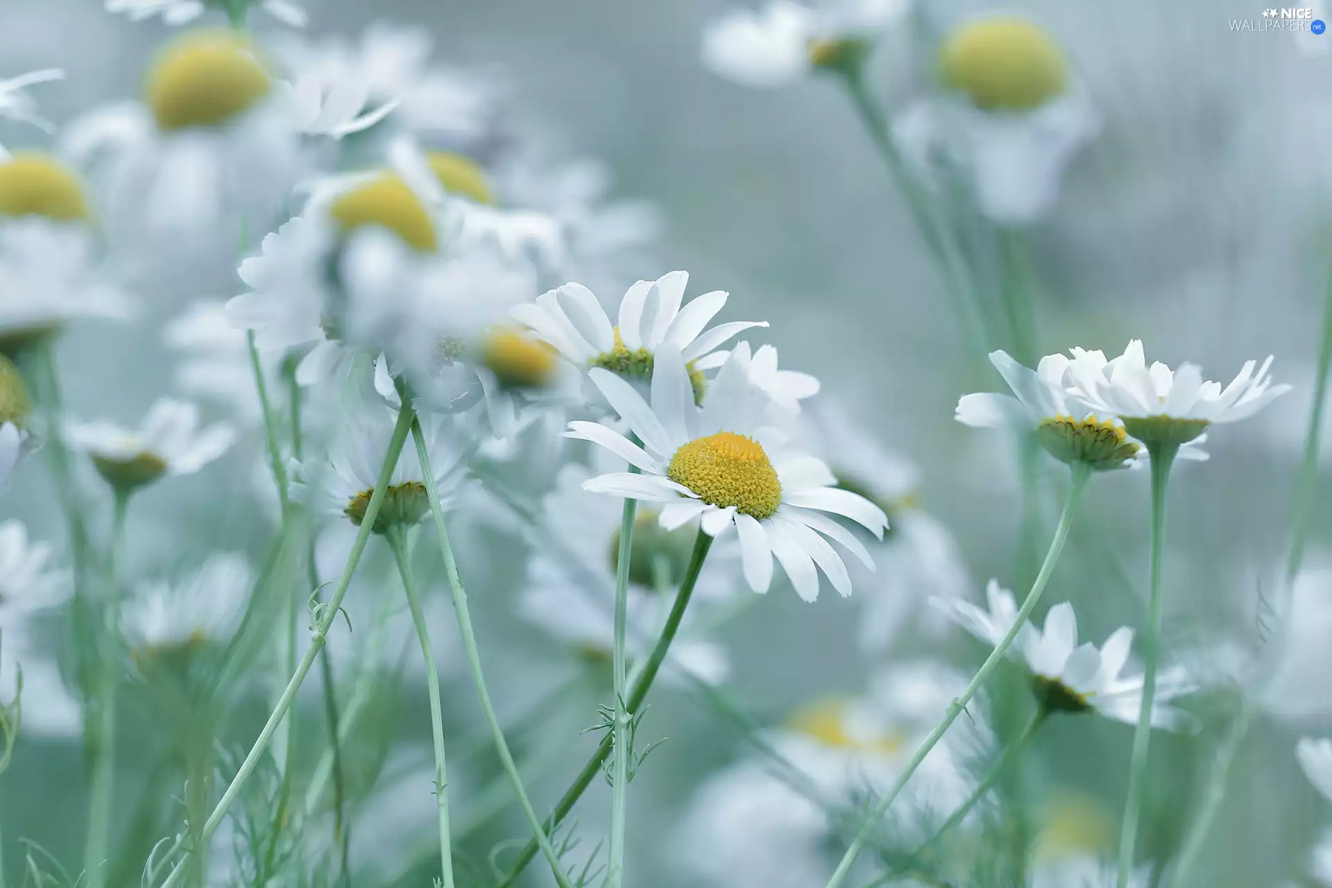 Flowers, Corn Chamomile, White