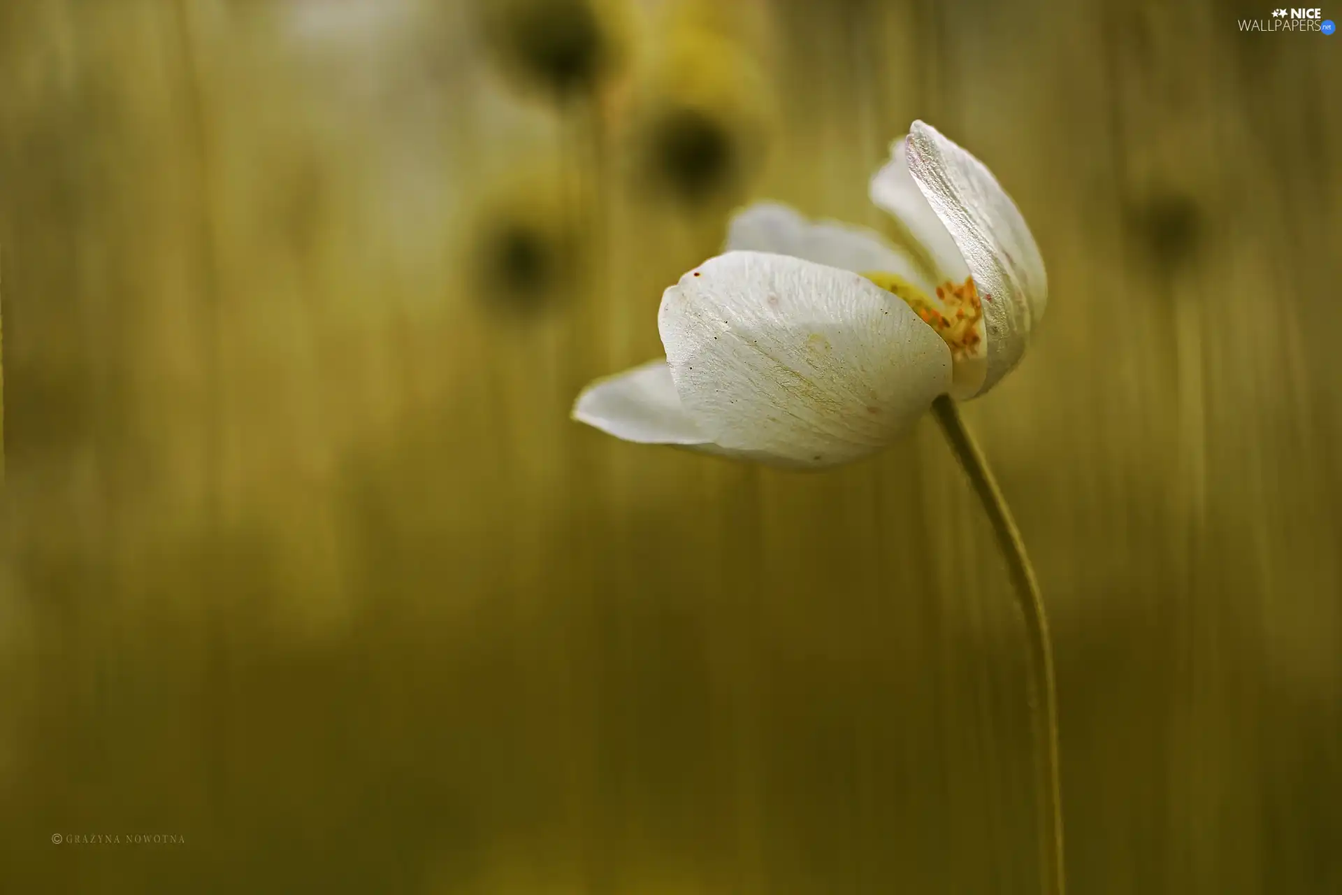 Colourfull Flowers, anemone, White