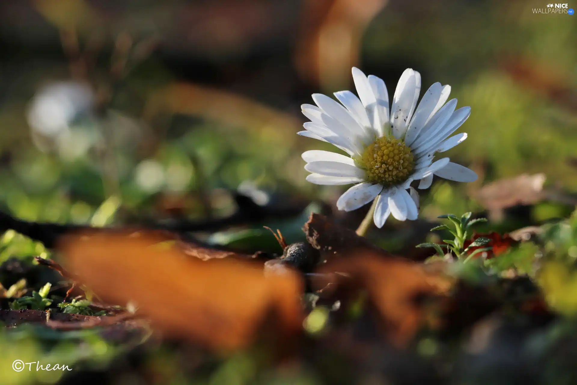 Colourfull Flowers, daisy, White