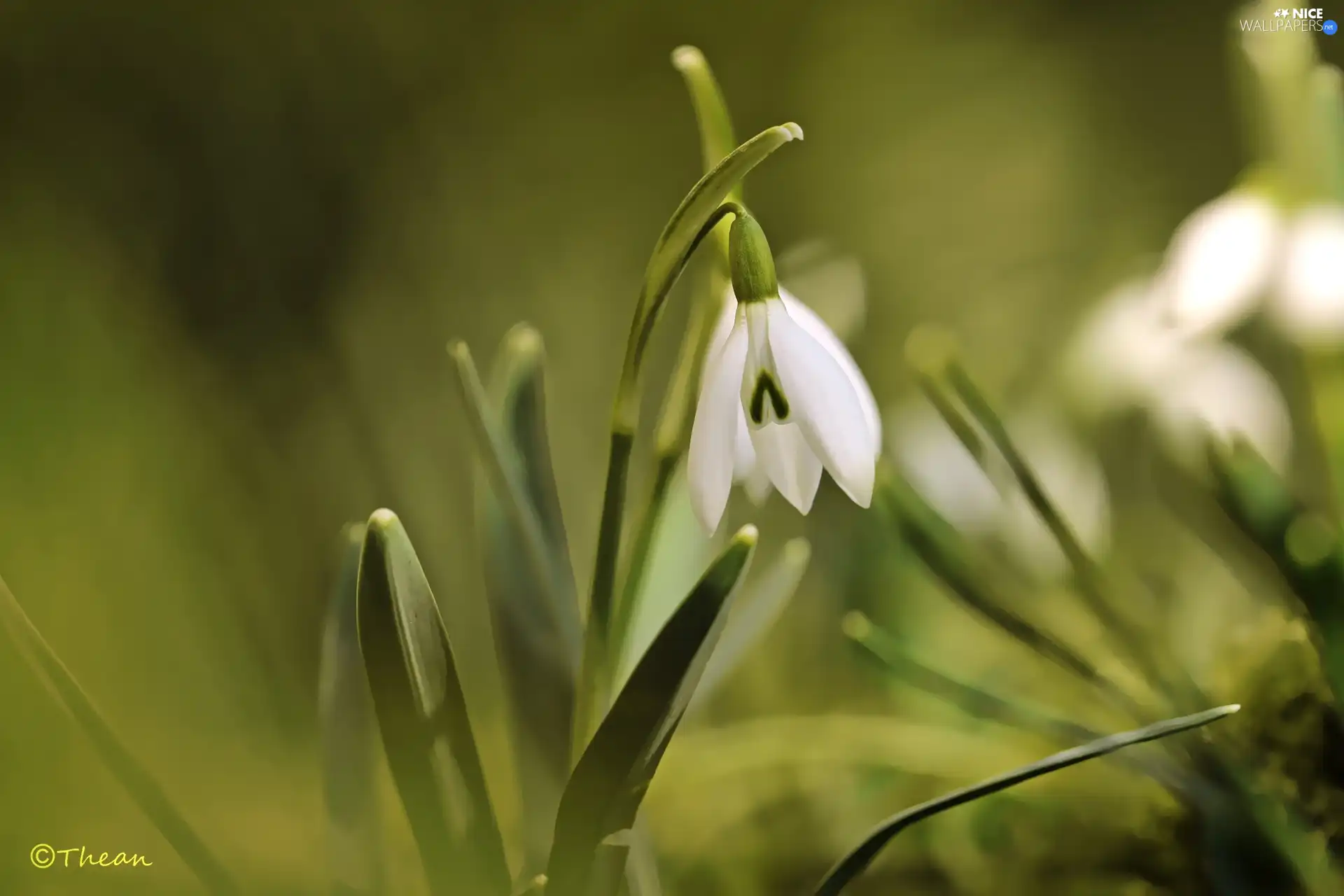 Colourfull Flowers, Snowdrop, White