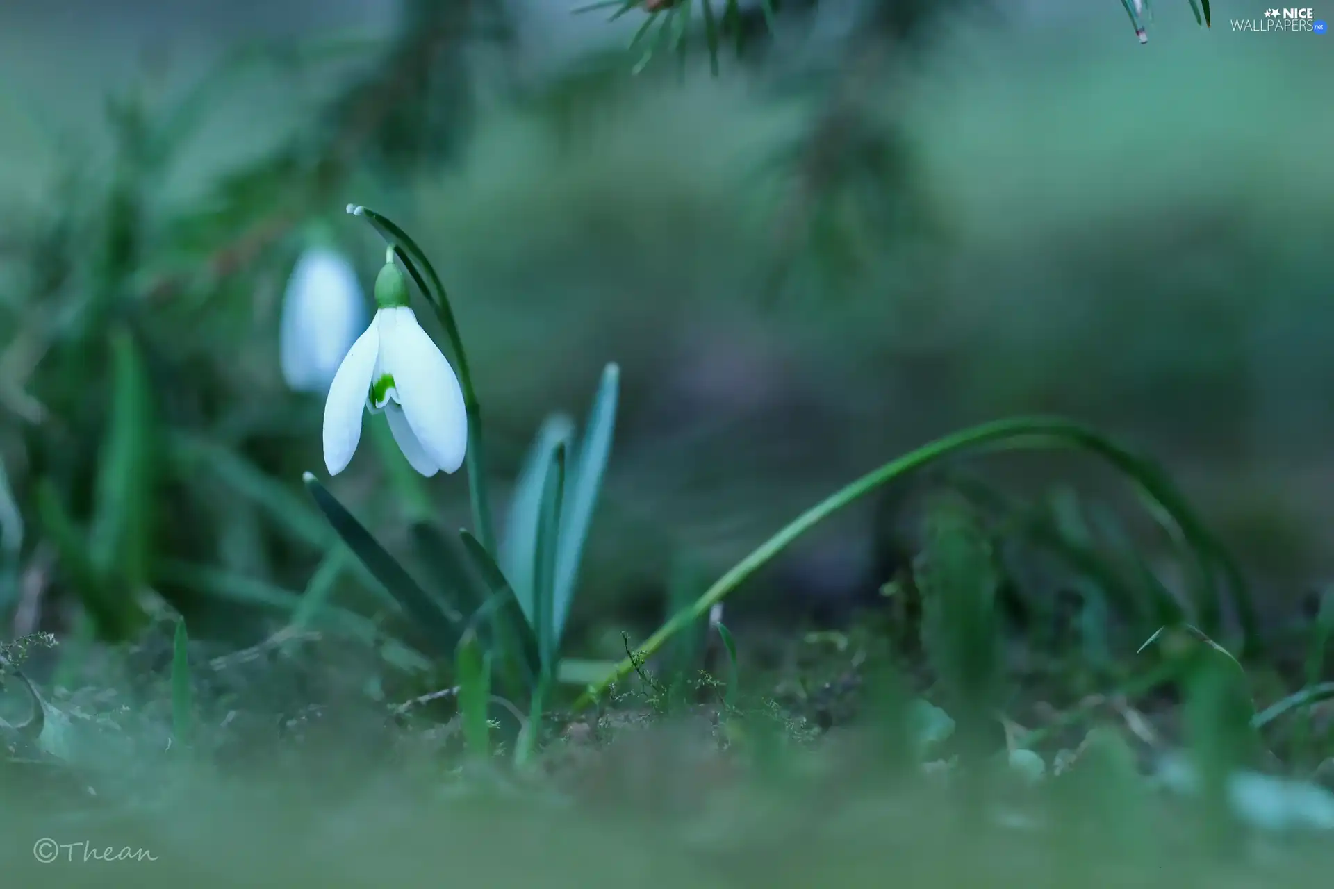 Colourfull Flowers, Snowdrop, White