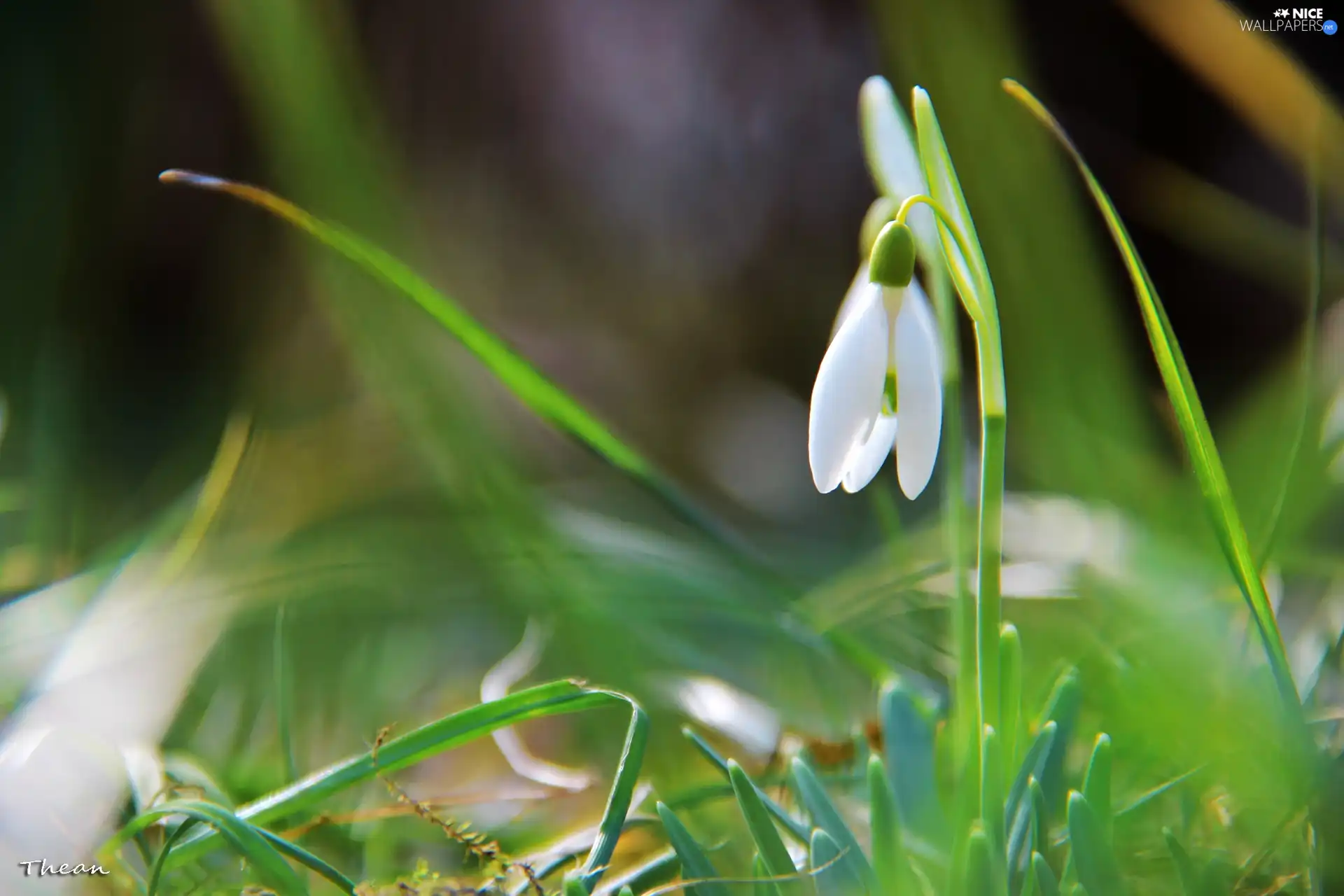 Colourfull Flowers, Snowdrop, White