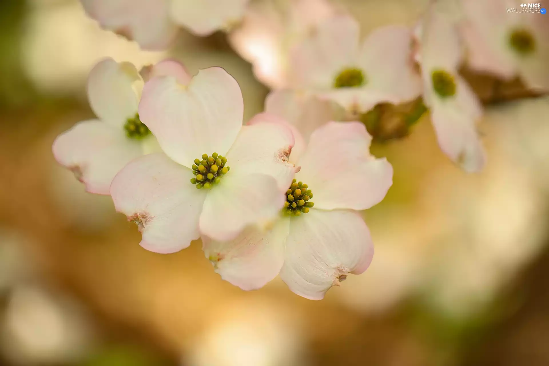 Flowers, Flowering Dogwood, White
