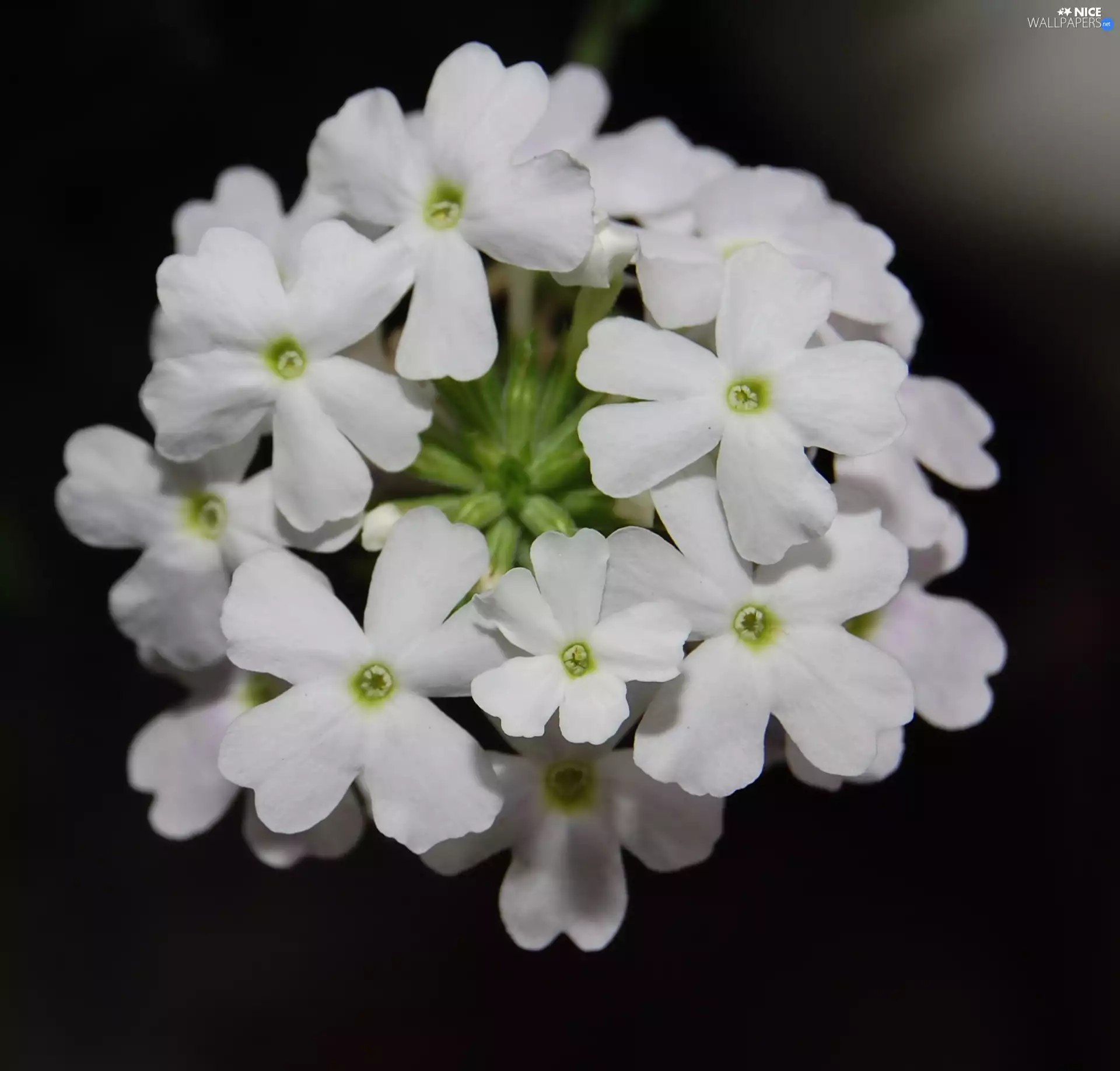 Flowers, Verbena garden, White