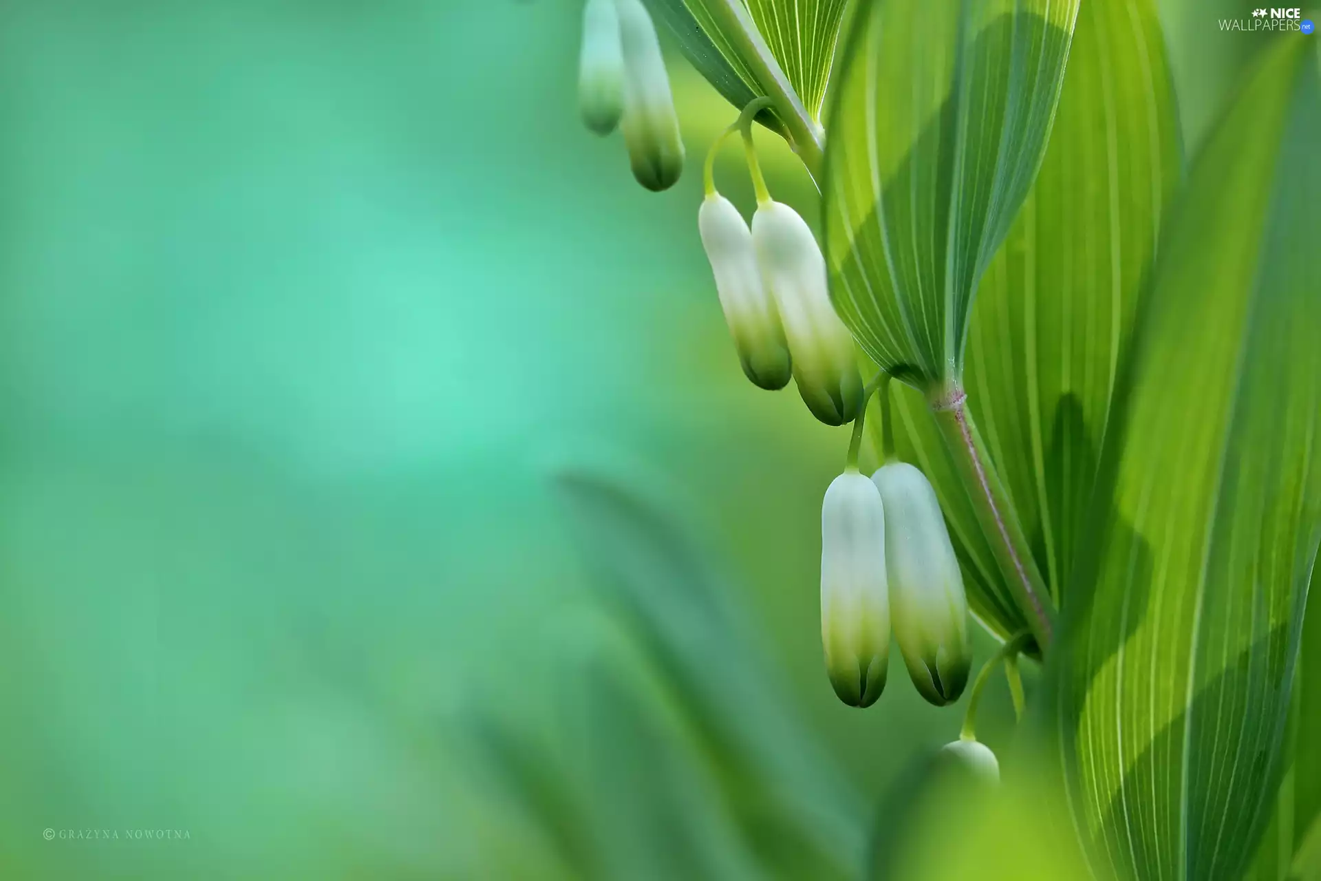 Polygonatum, White, Flowers, Self-Portrait