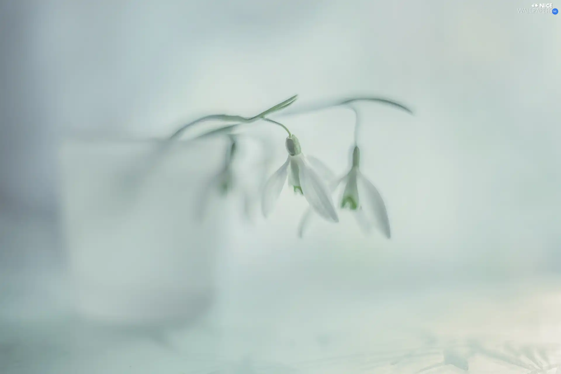 White, snowdrops, Flowers