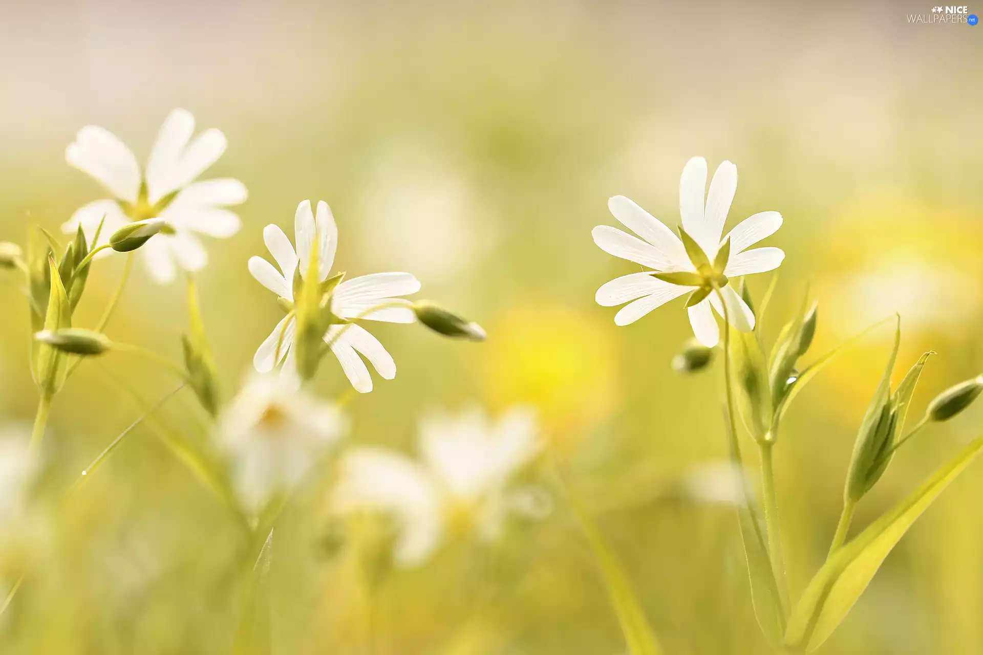 Flowers, Greater Stitchwort, White