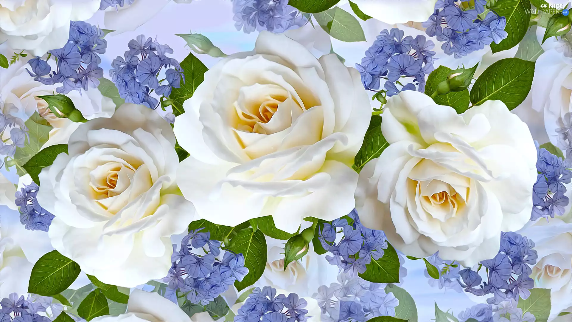 roses, Three, Flowers, White, Flowers, Blue, graphics