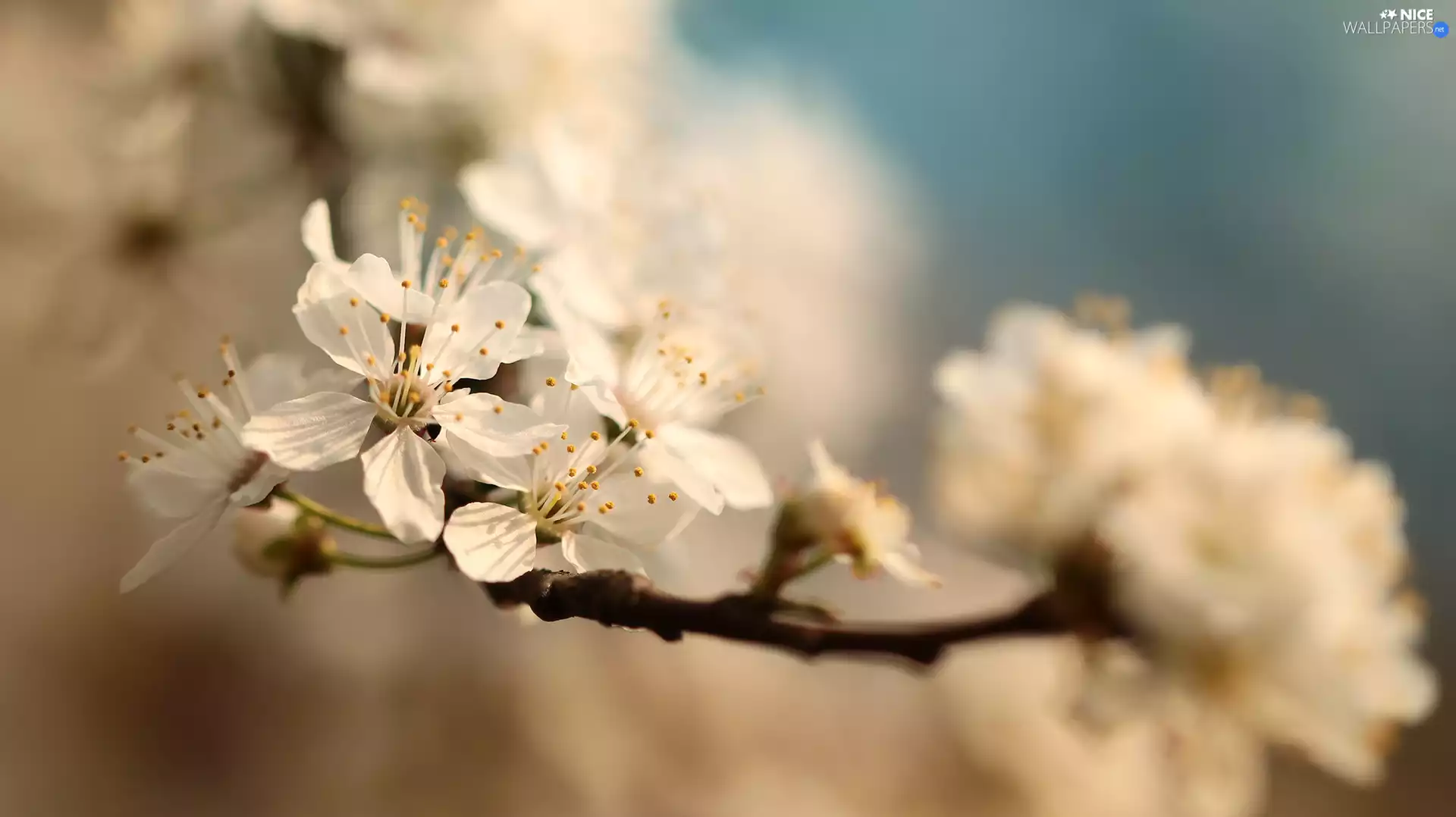 twig, White, Flowers, Fruit Tree