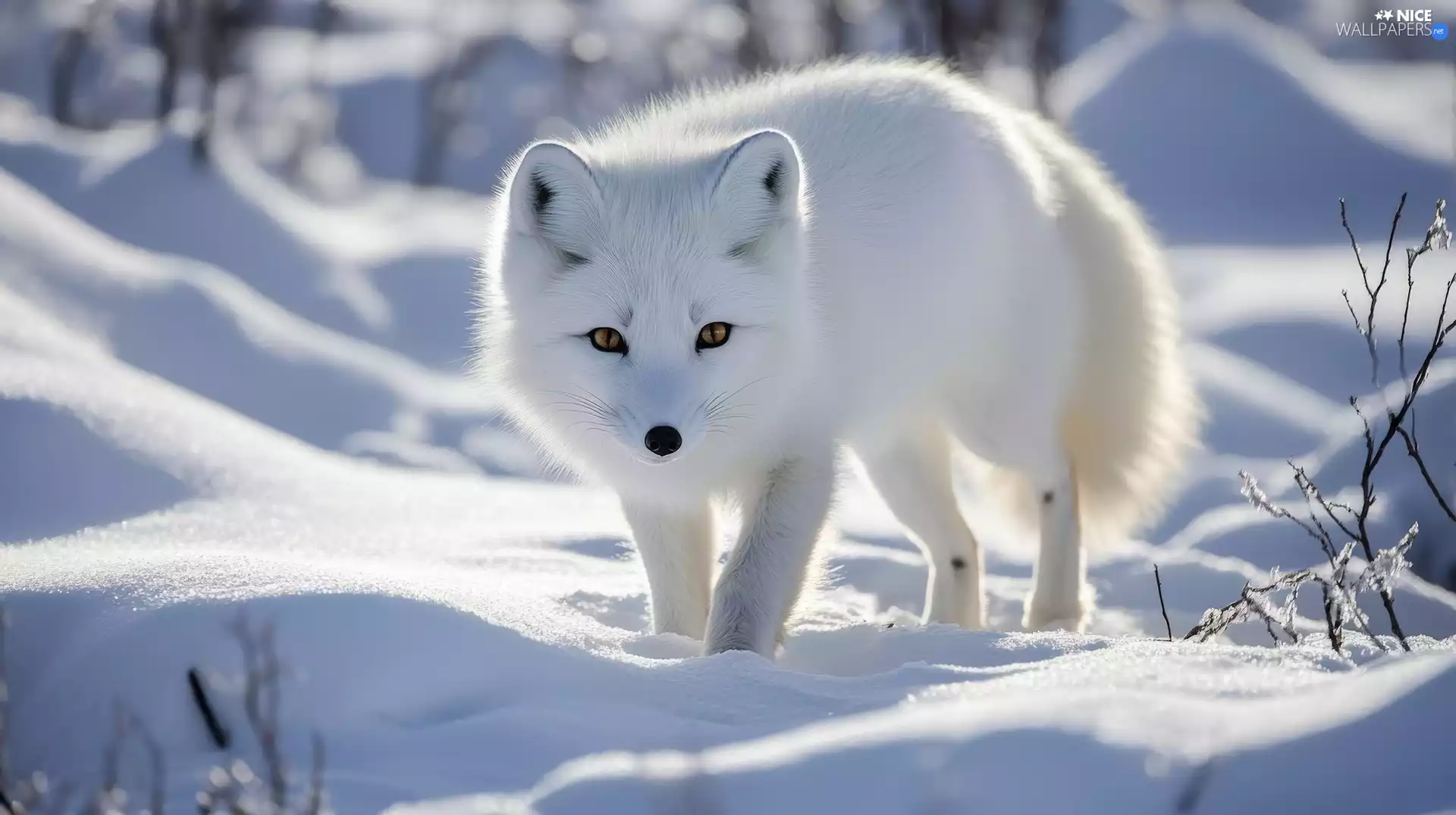 Fox, polar, snow, White