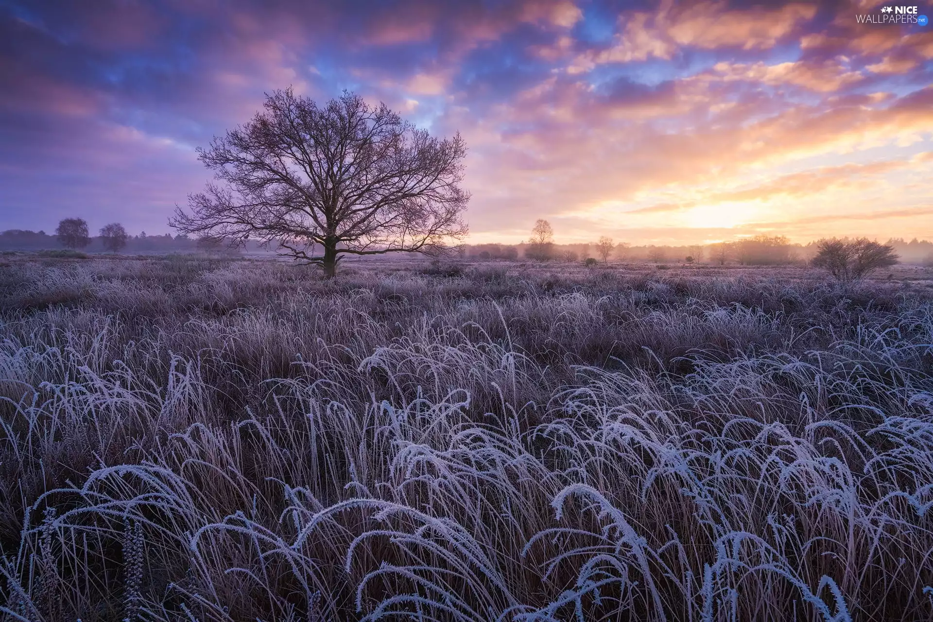 trees, White frost, Sunrise, grass
