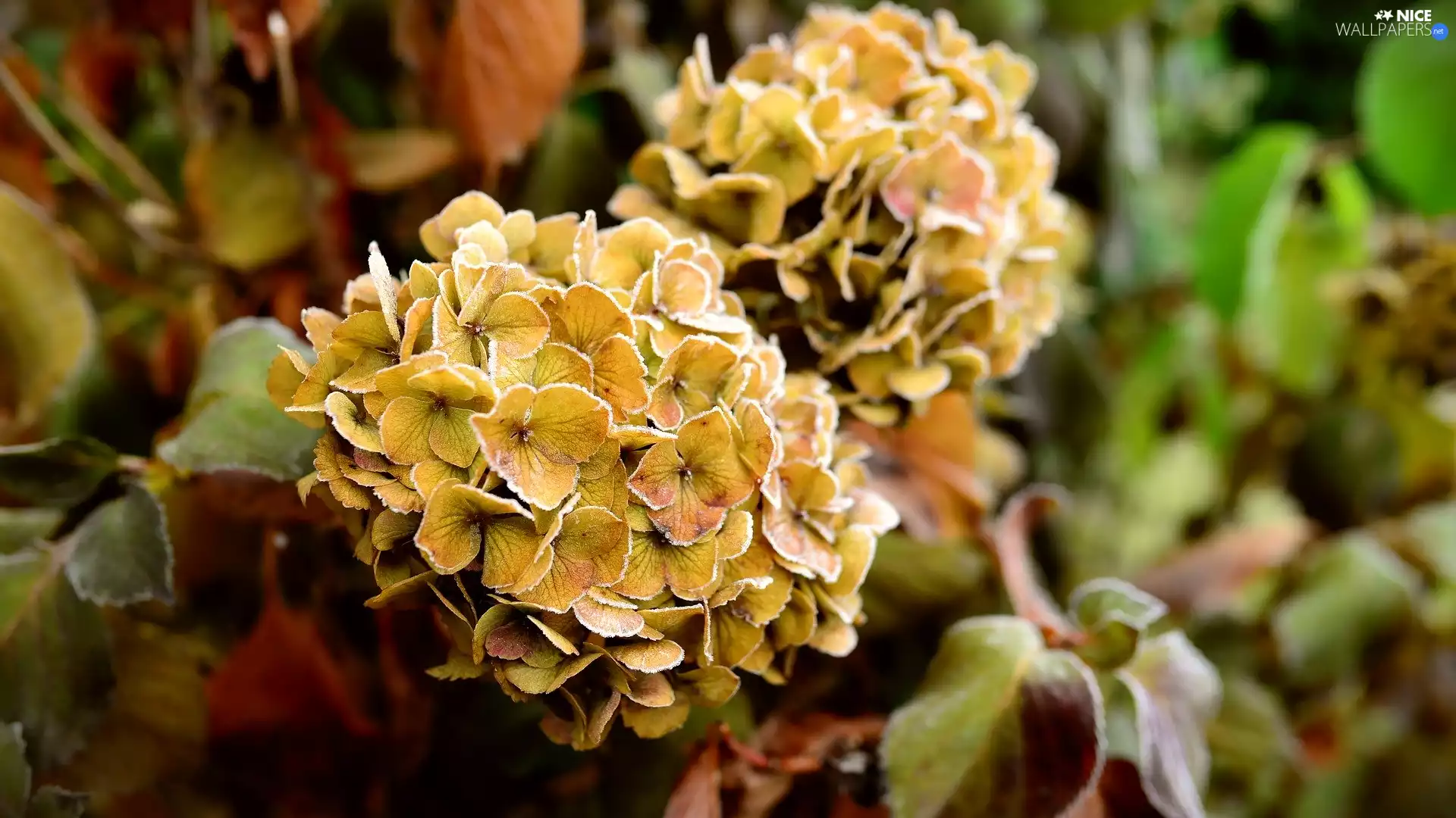 Colourfull Flowers, hydrangea, White frost, frosted