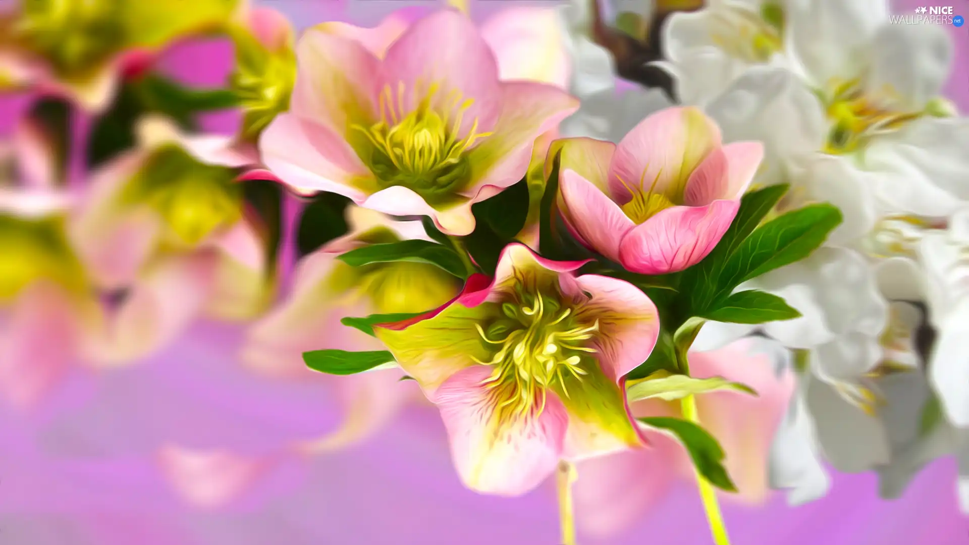 graphics, Pink, Flowers, White