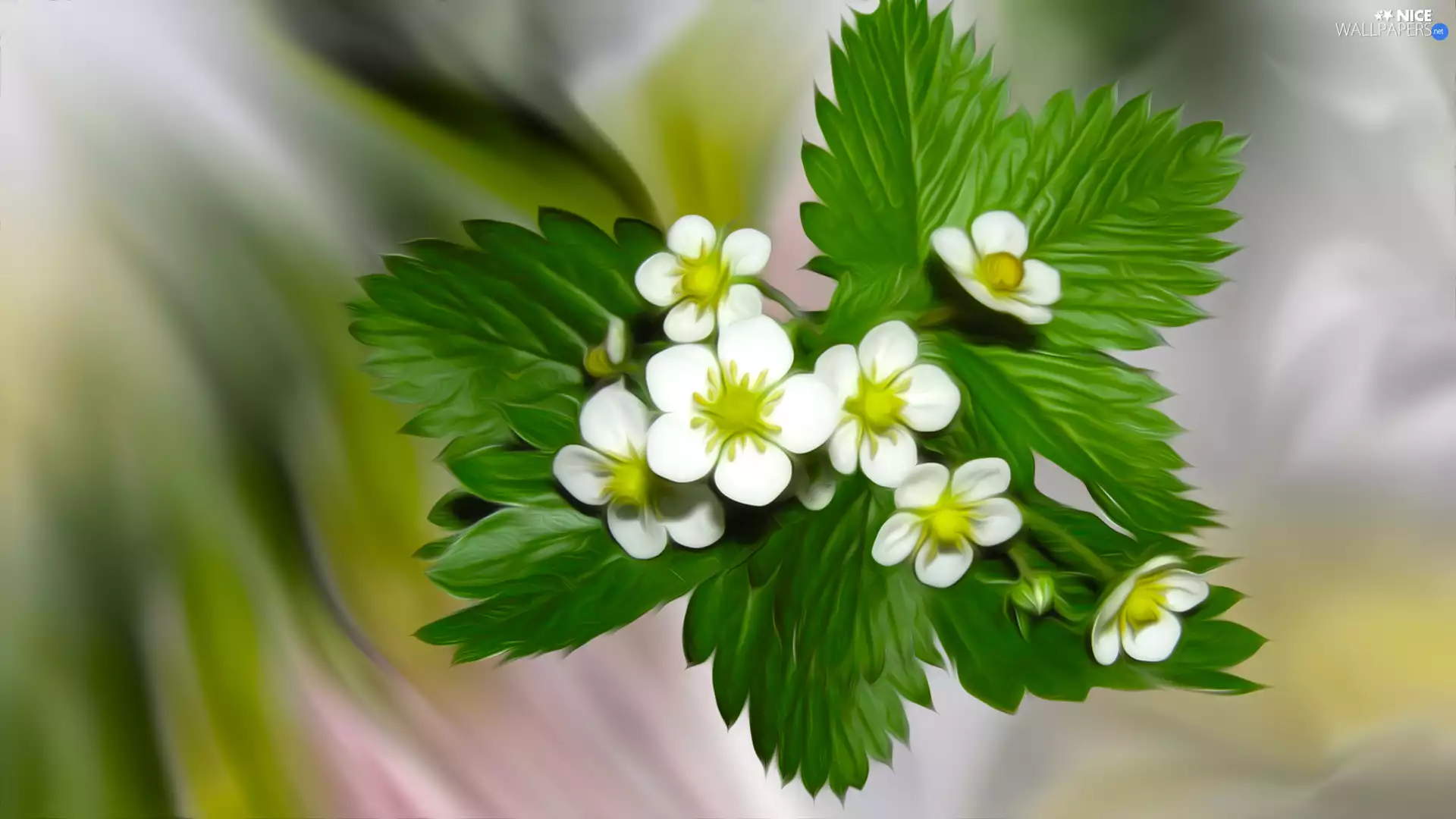 graphics, Flowers, Leaf, White