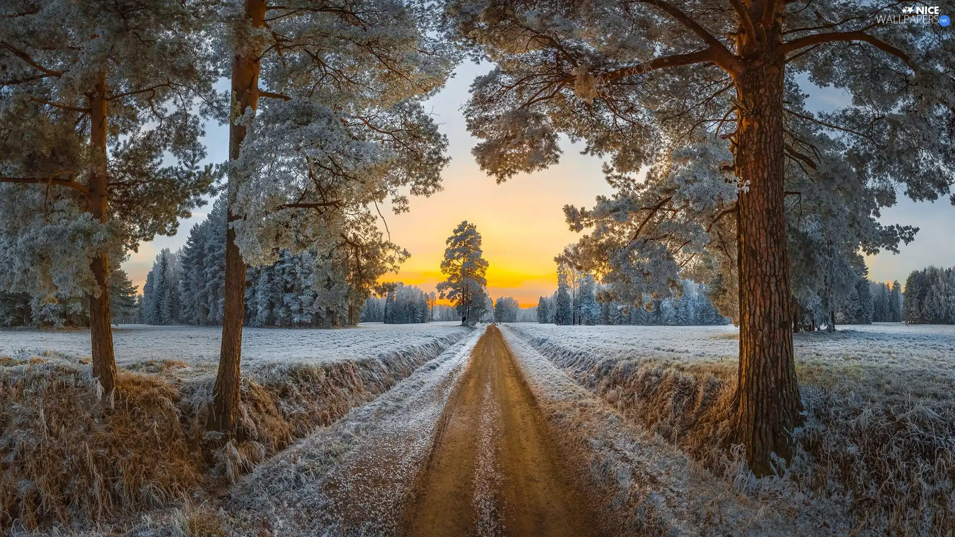 trees, Way, grass, White frost, viewes, frosty