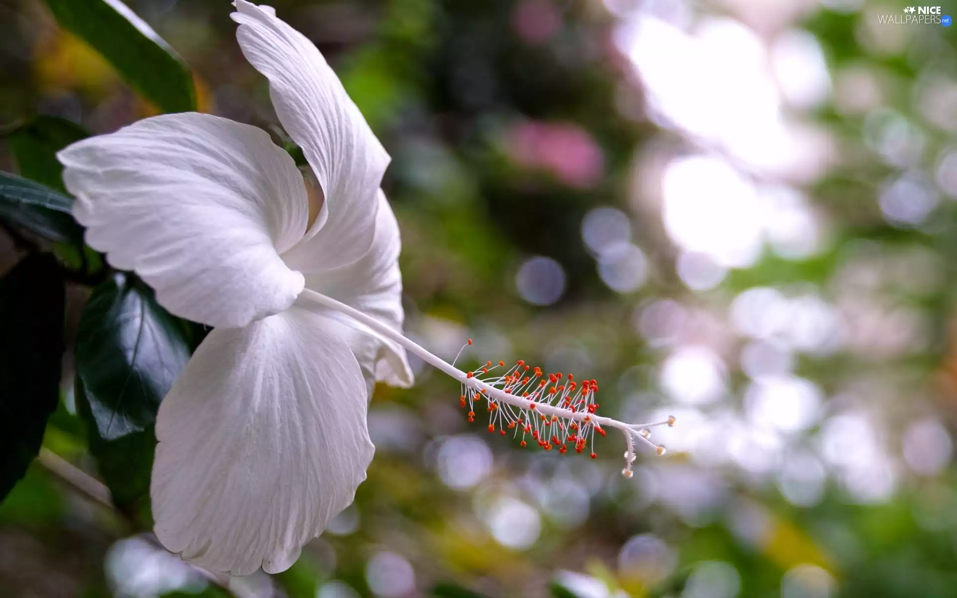 White, hibiskus