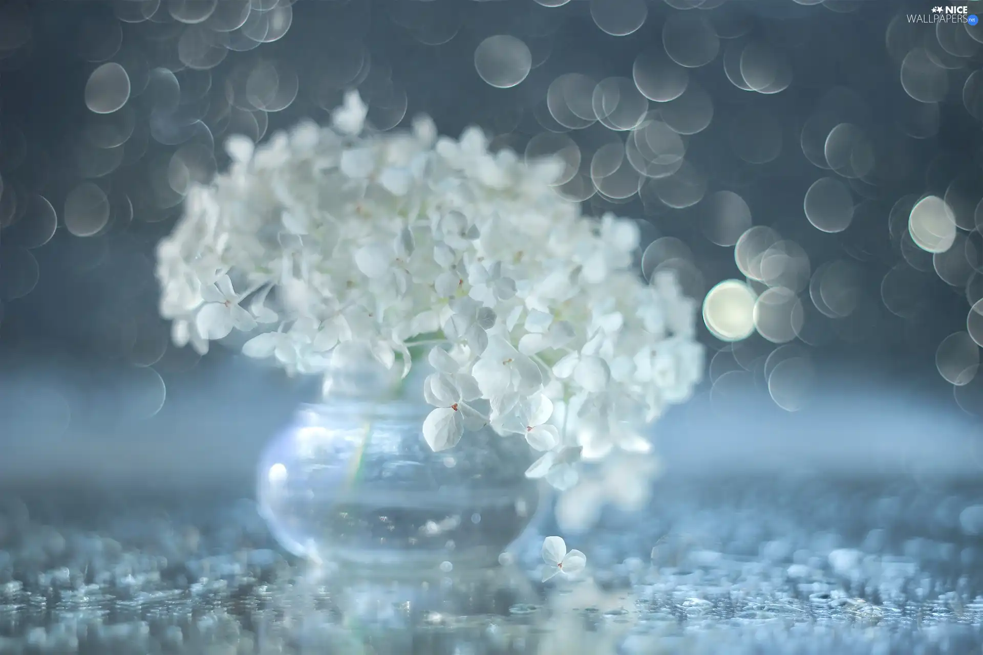 hydrangea, Flowers, Bokeh, White