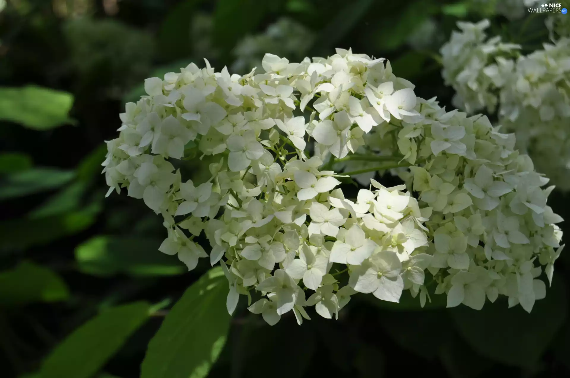 White, hydrangea