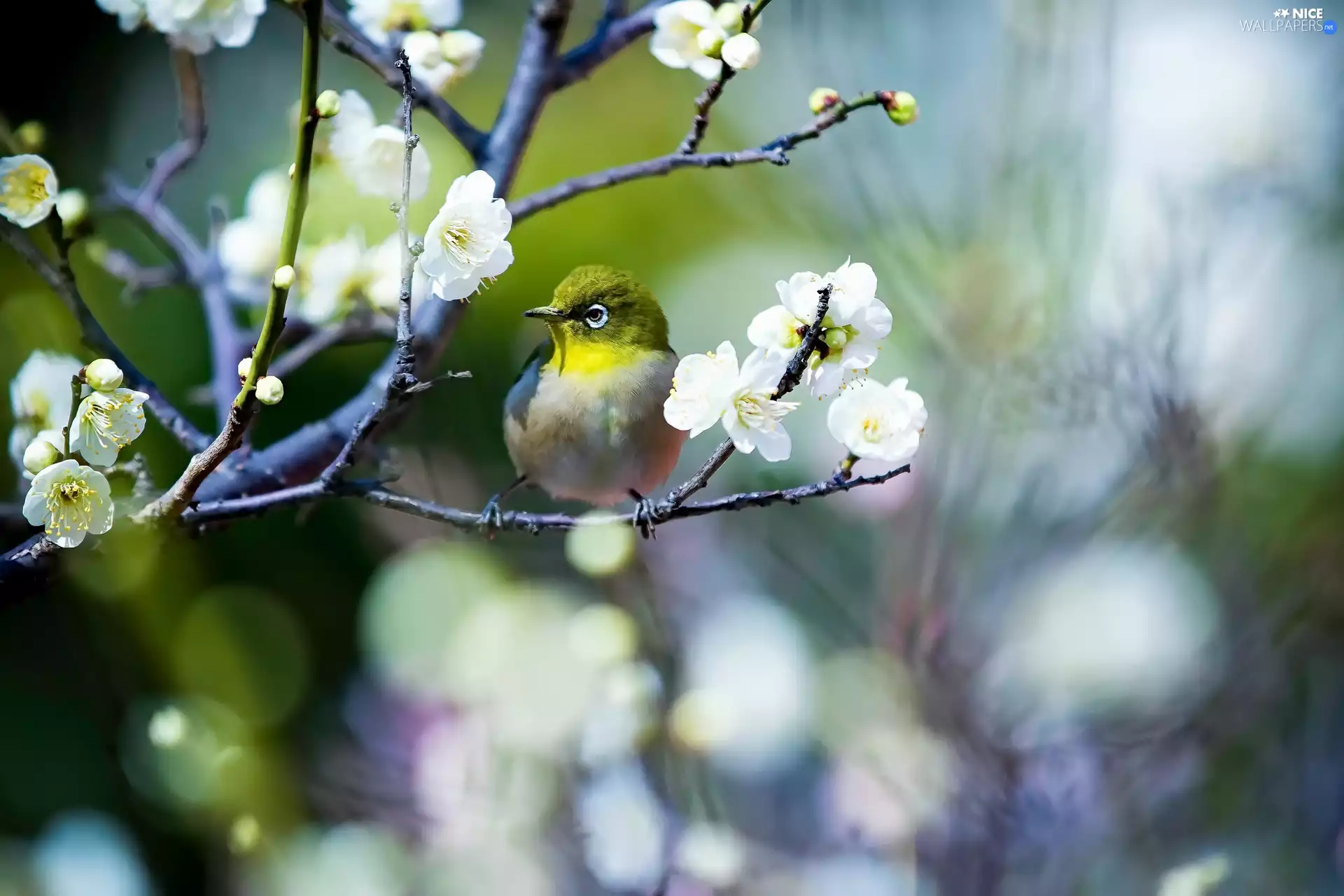 Flowers, Spring, Japanese White-eye, twig, Bird