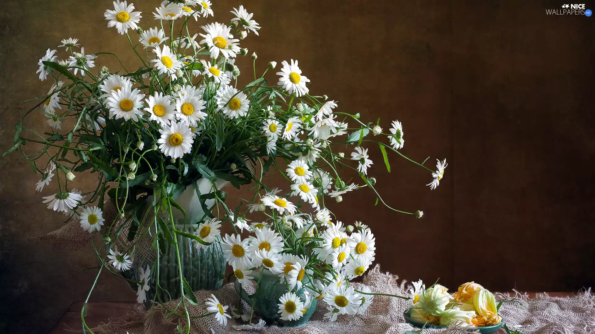 Jugs, Flowers, daisy, White