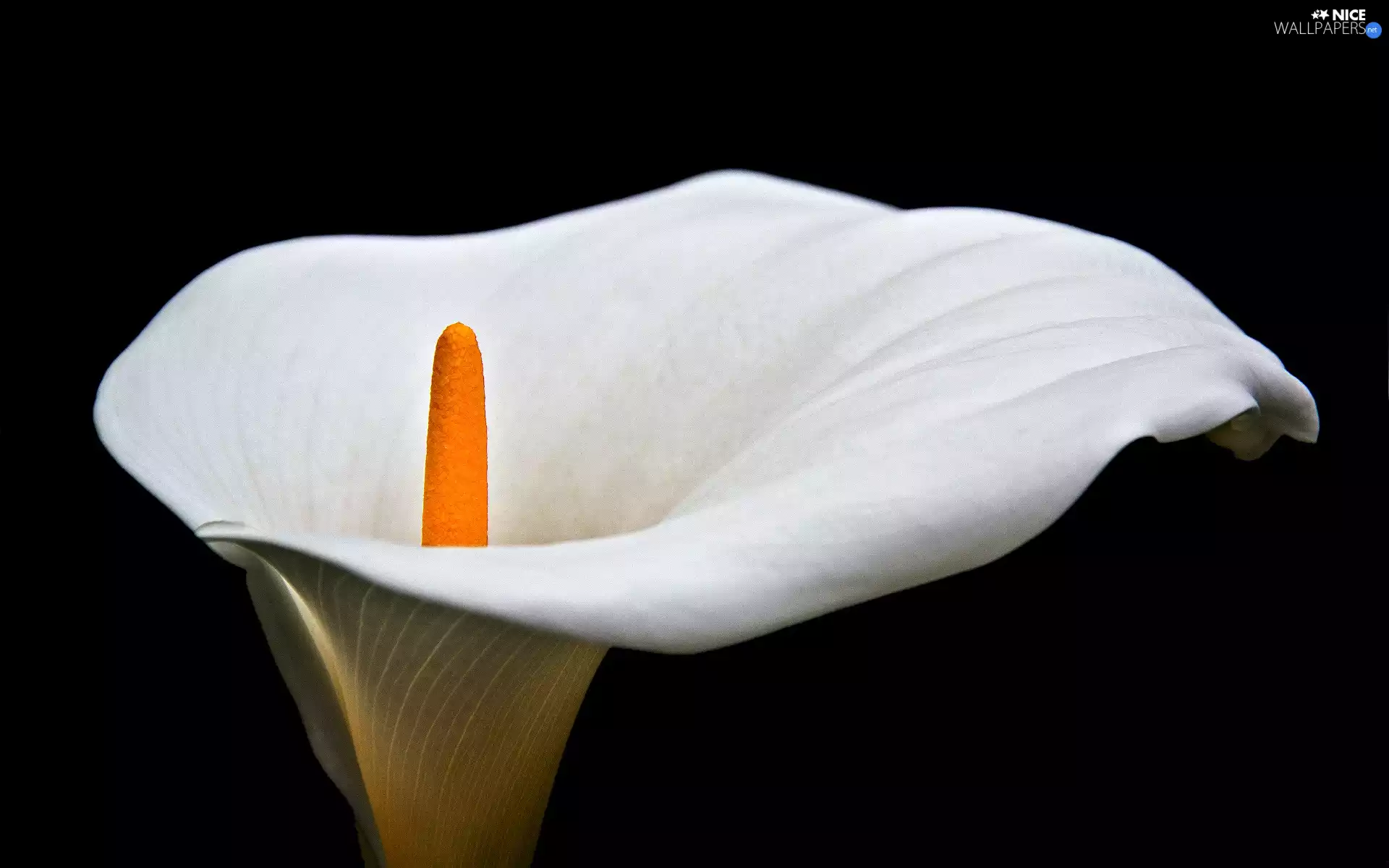 Kalia, Colourfull Flowers, White