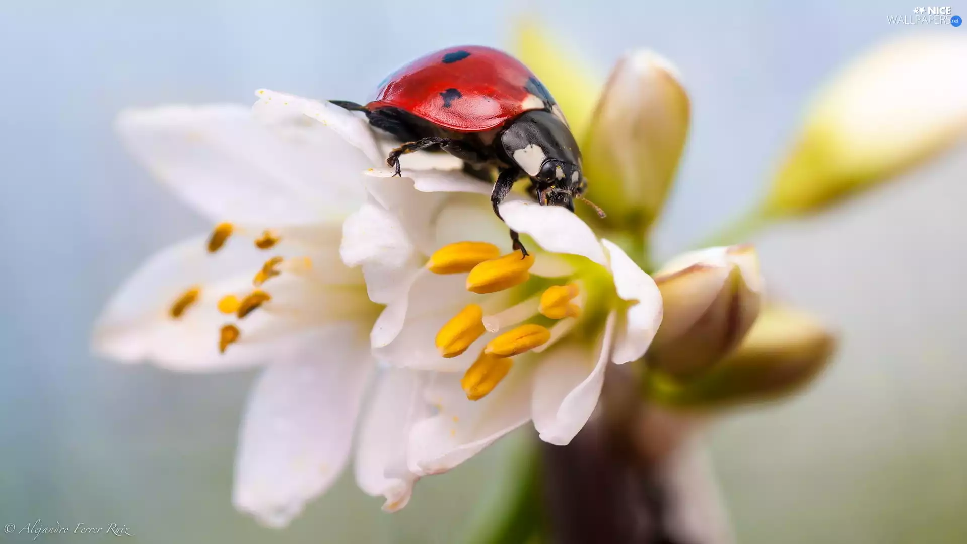 ladybird, Flowers, Close, White