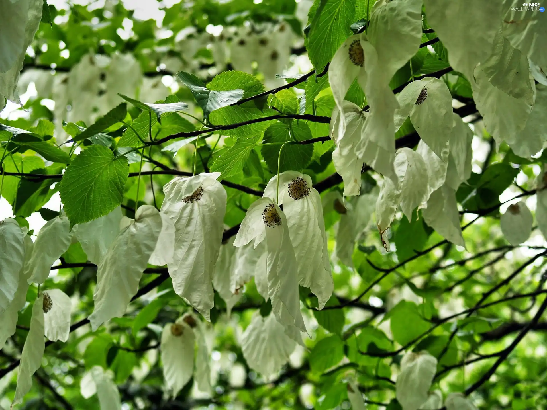 White, green ones, bush, dog-wood, Flowers, Leaf
