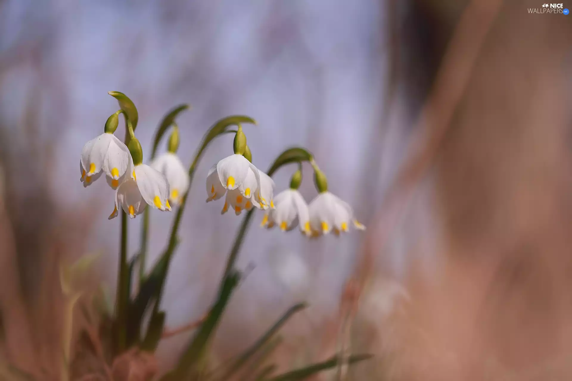 Leucojum, Flowers, Spring, White