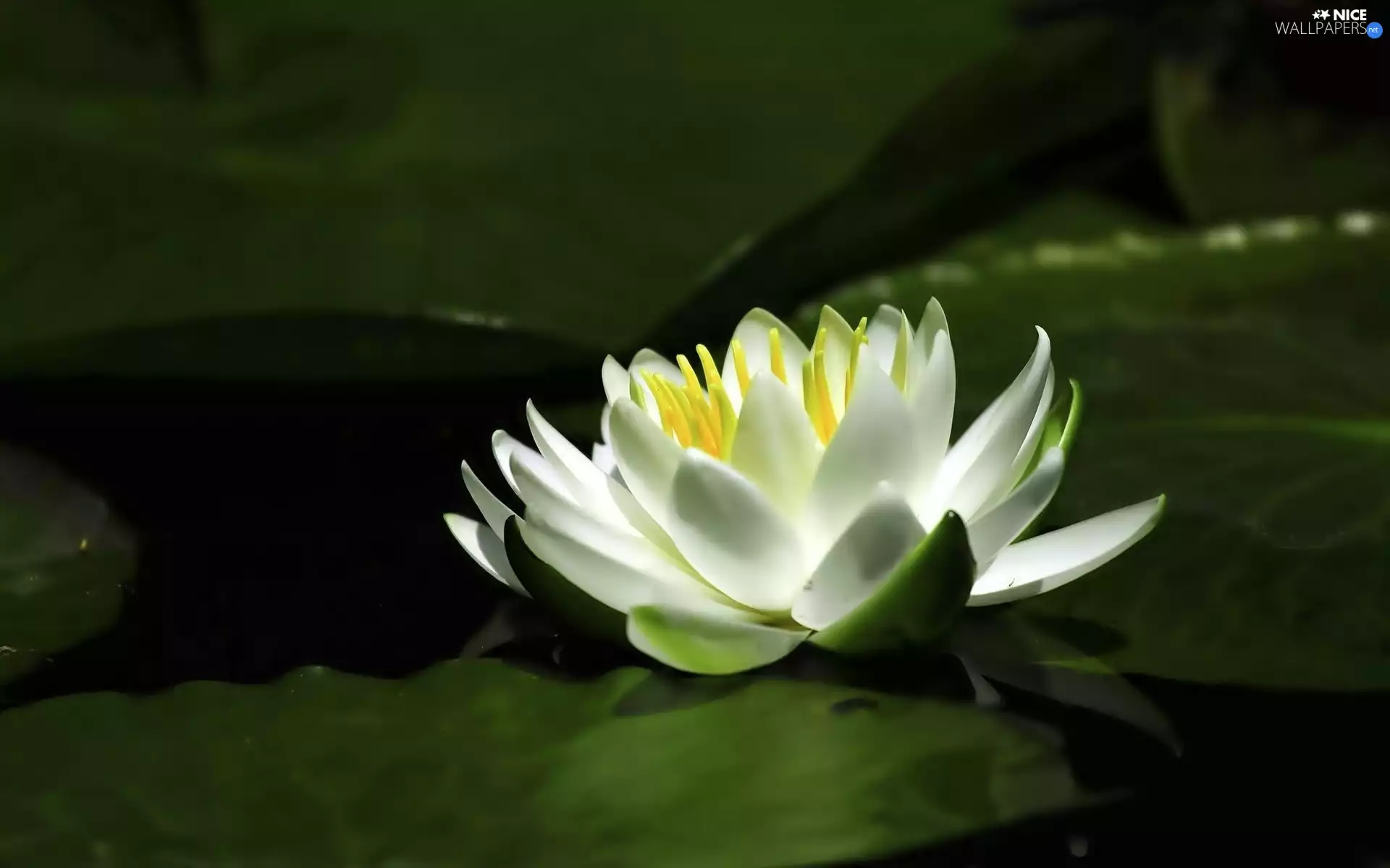 White, water-lily