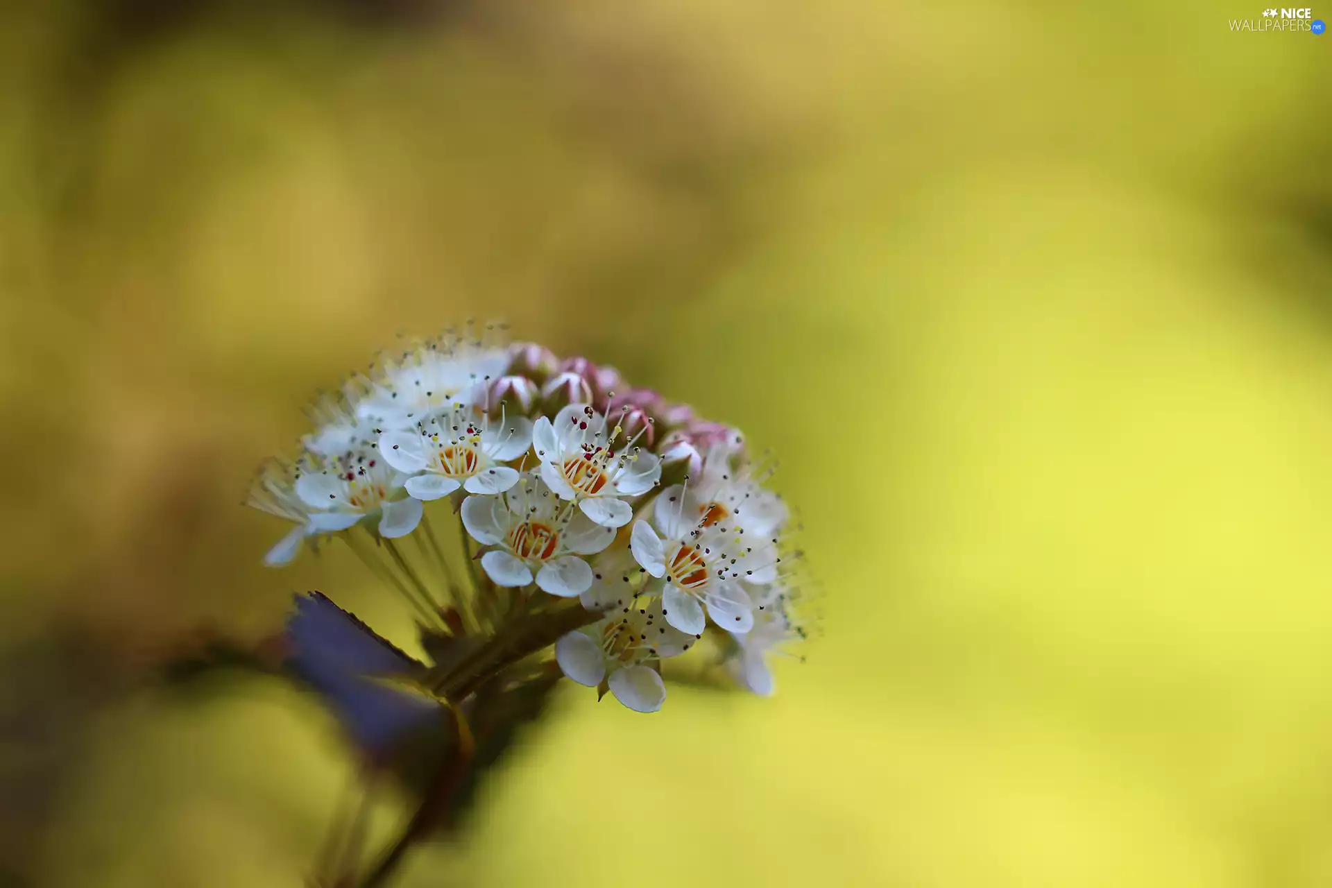 Ninebark, Flowers, Bush, White