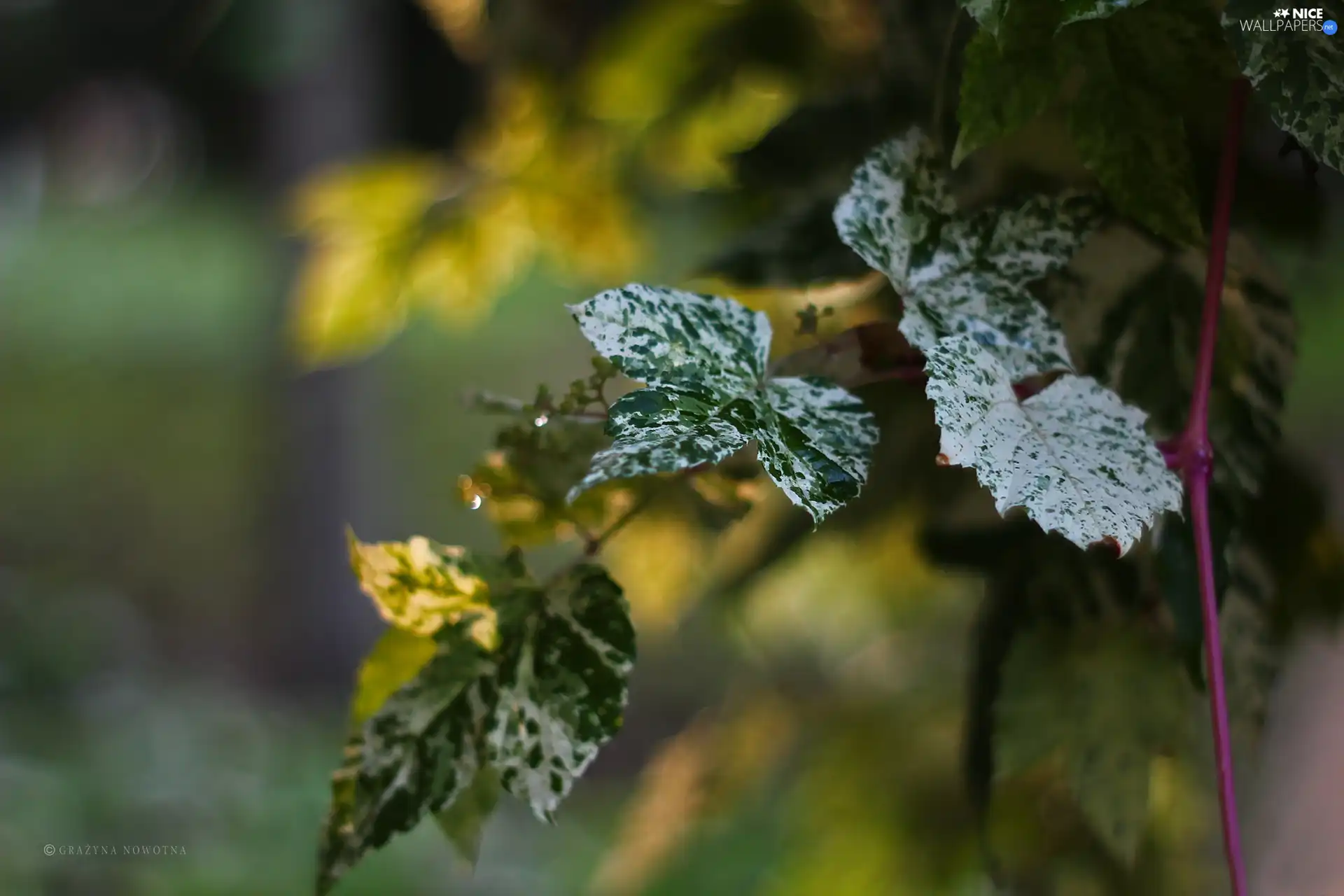 green ones, Leaf, white