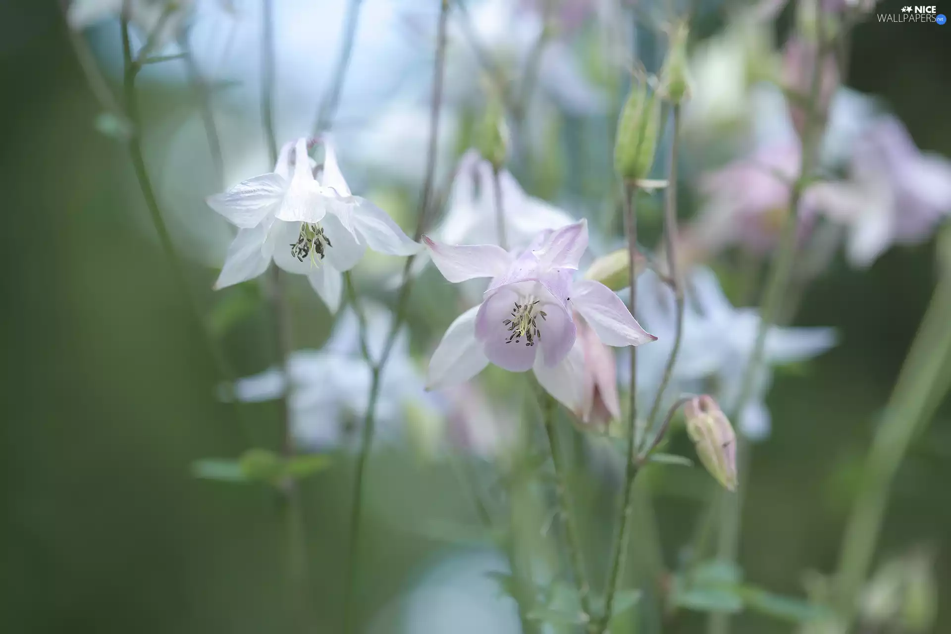 Pink, Columbines, Flowers, White