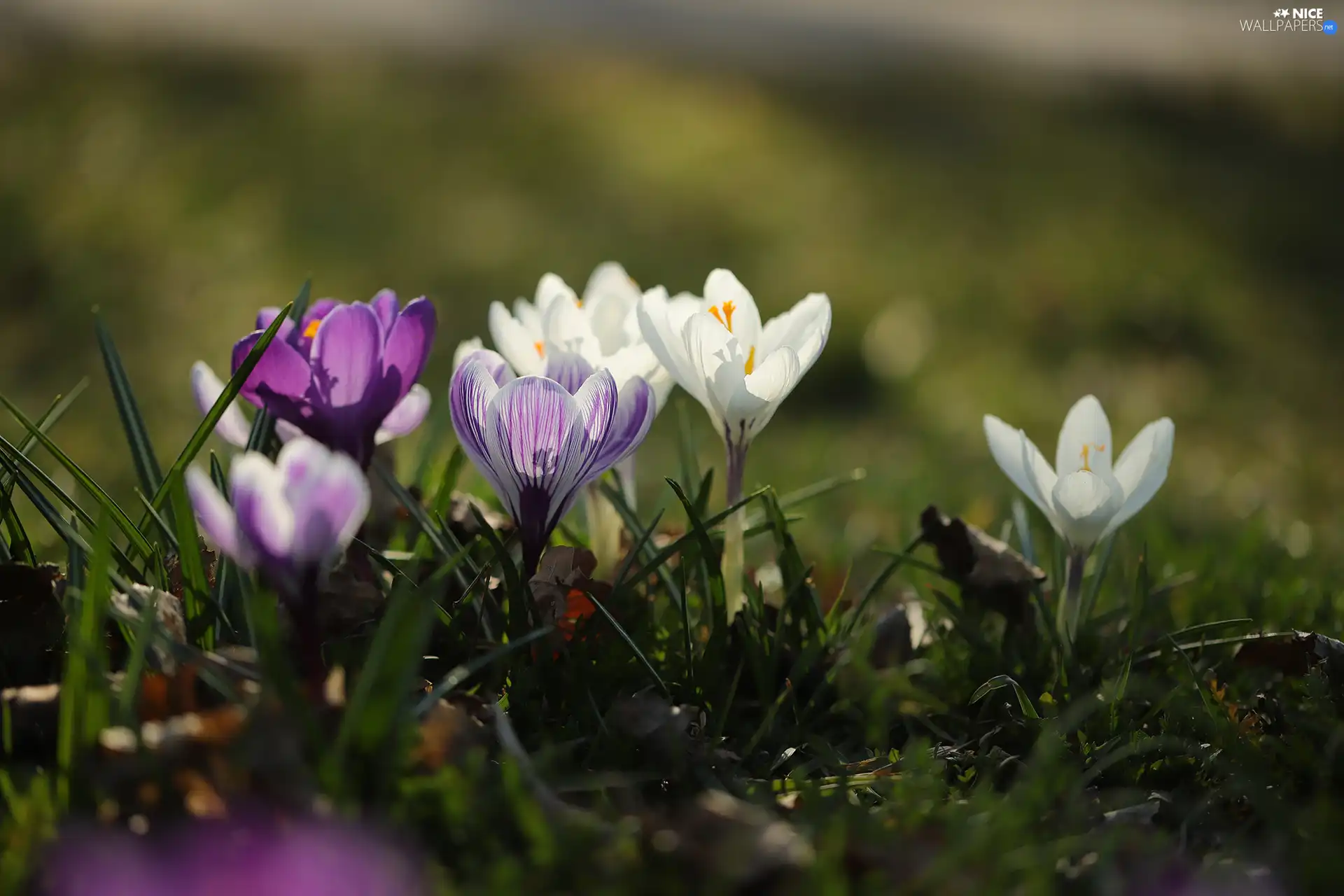 purple, crocuses, Flowers, White