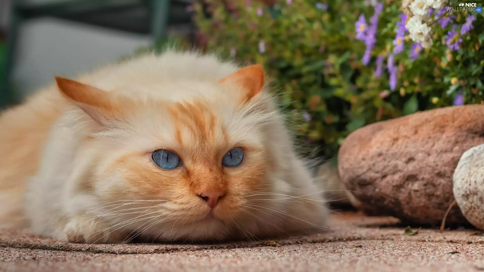 lying, cat, Stones, white and red