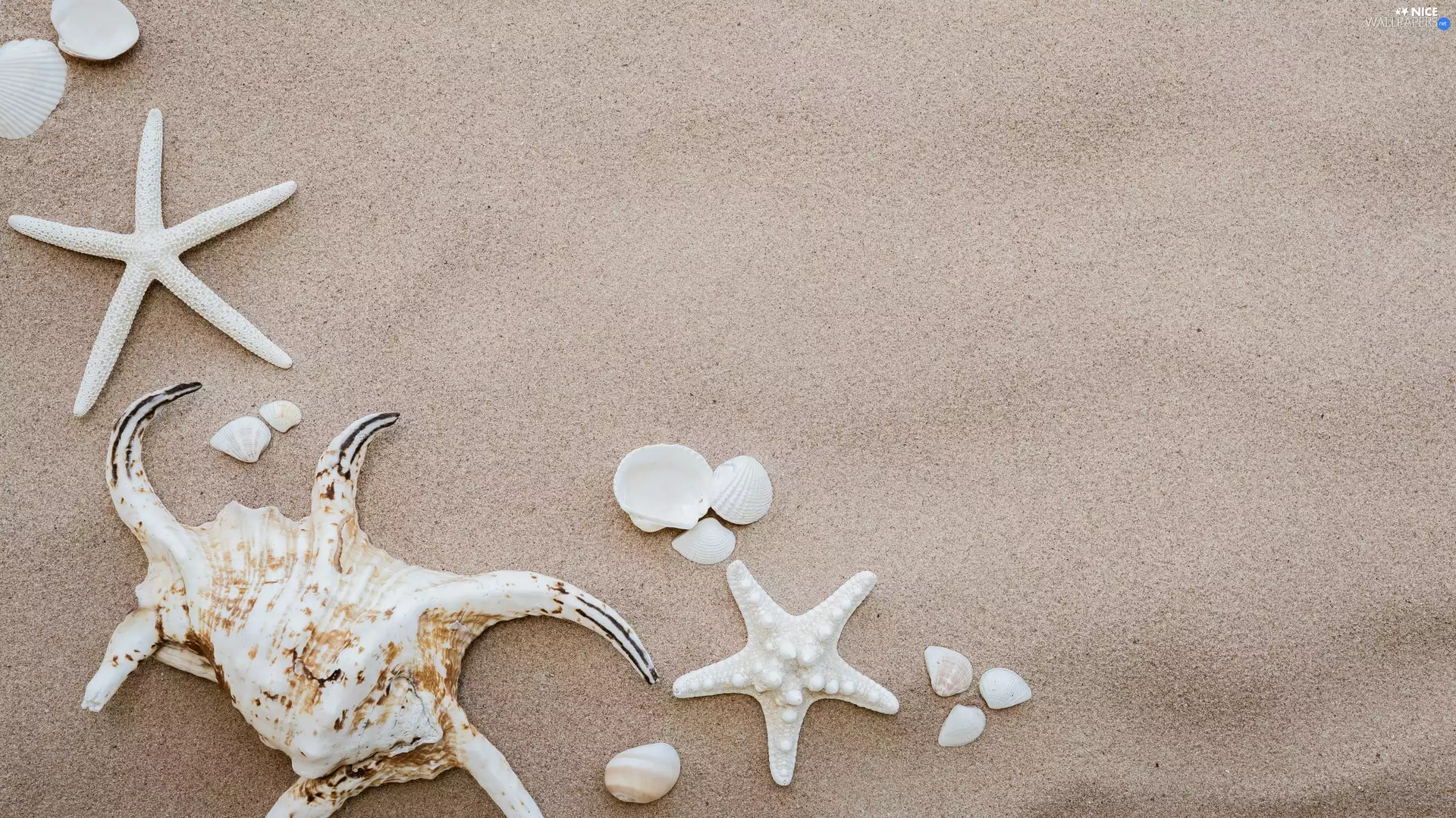 Shells, starfish, Sand, White