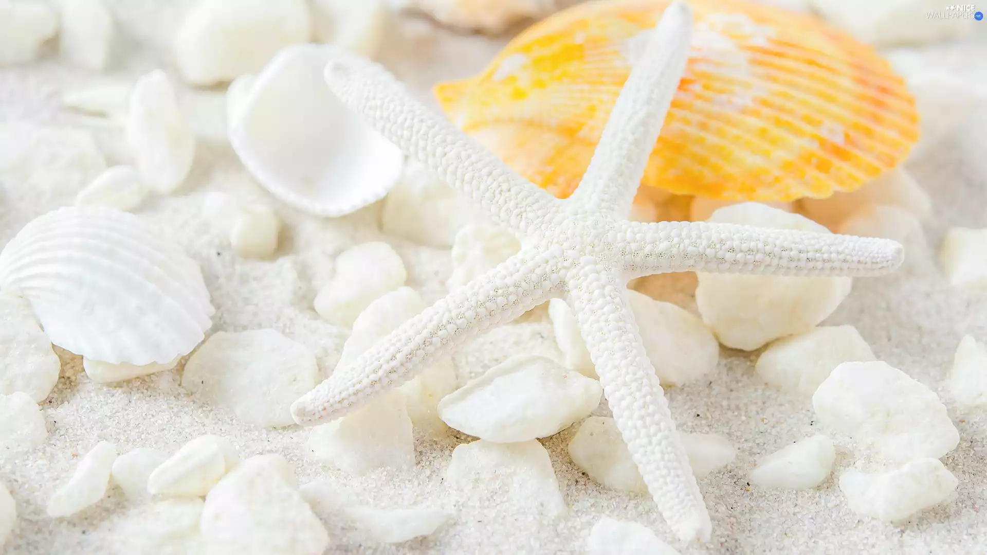 Shells, starfish, Sand, White