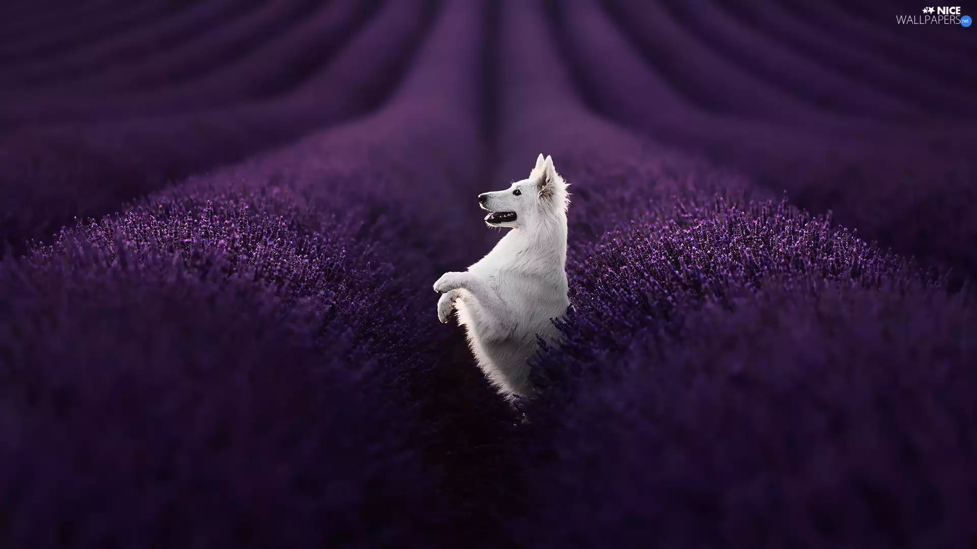 dog, Field, lavender, White Swiss Shepherd