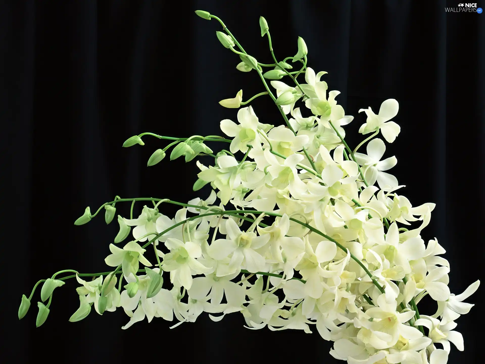 flowers, small bunch, white