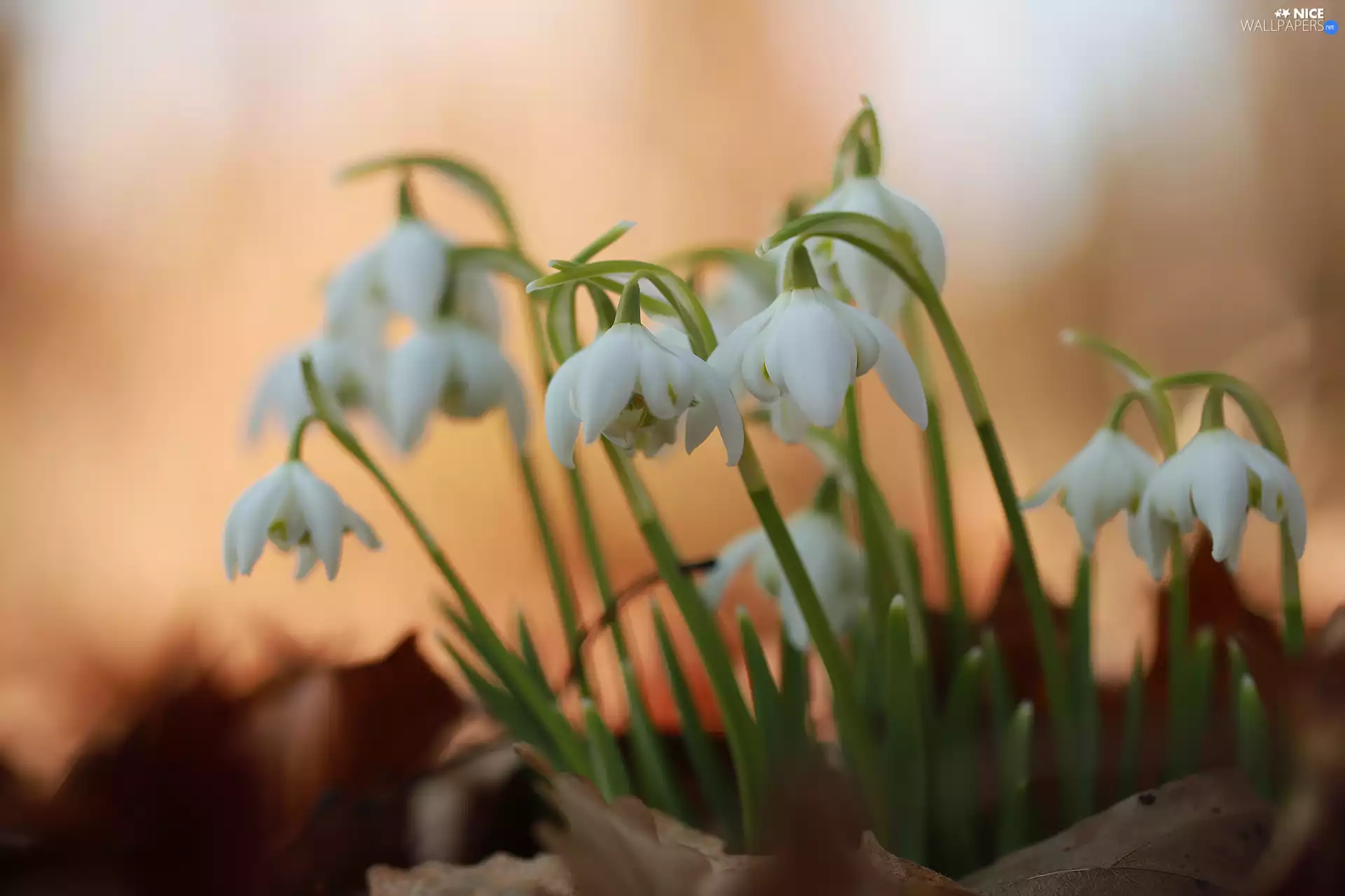 snowdrops, cluster, Flowers, White