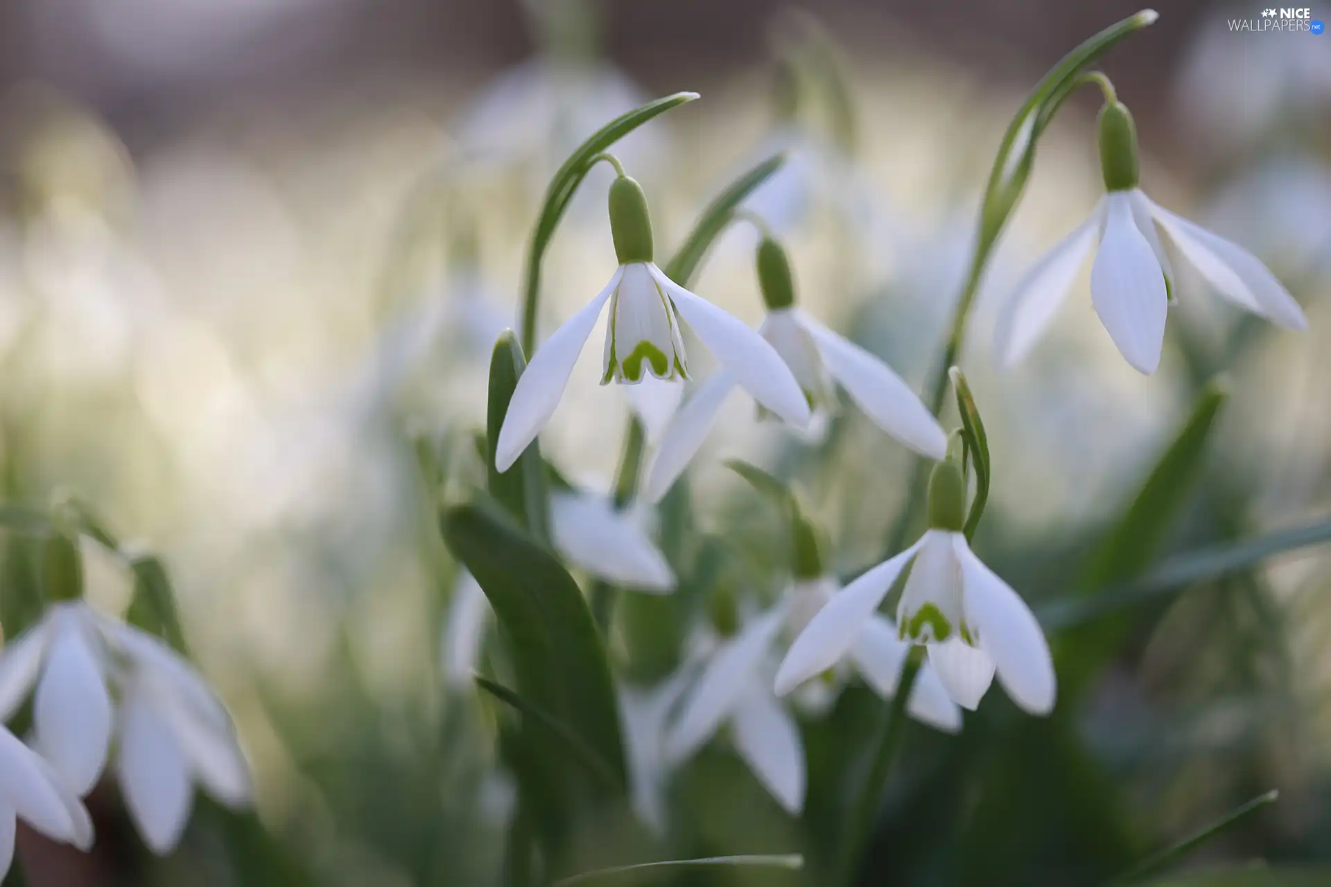 snowdrops, Flowers, Spring, White