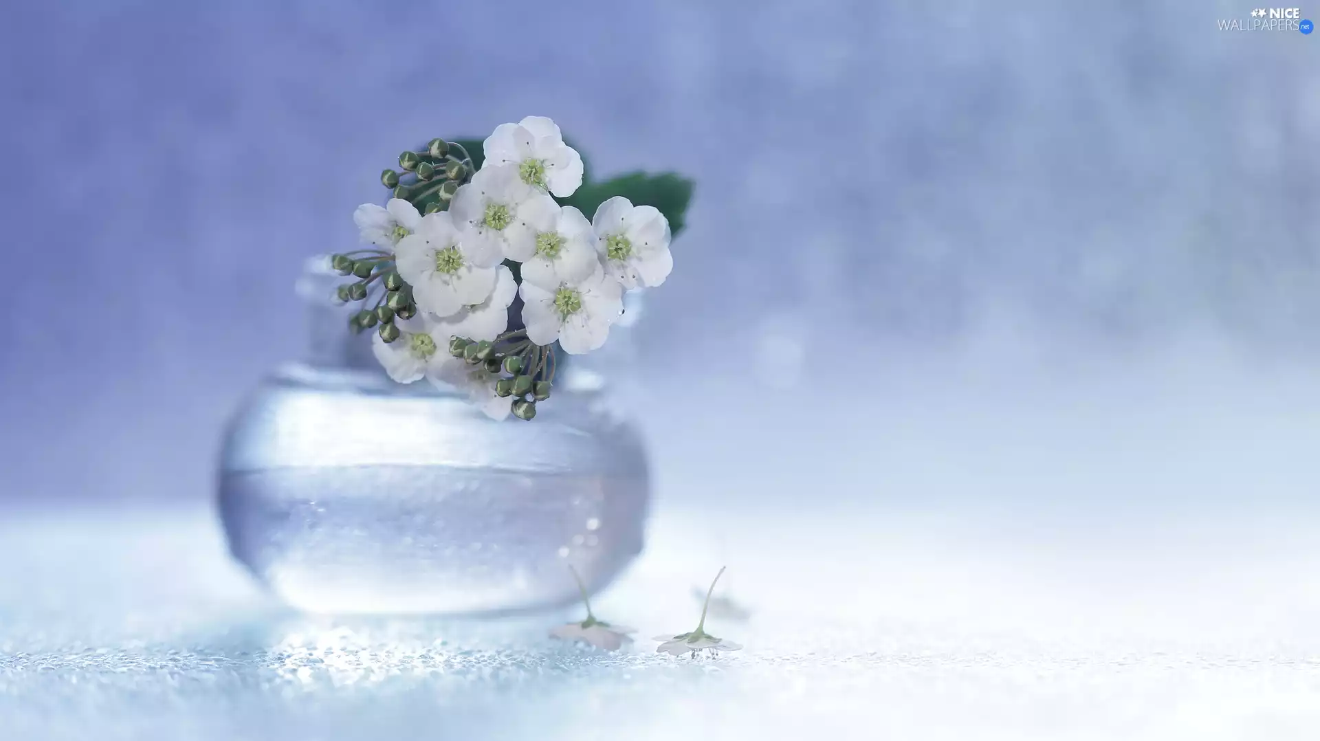 Spiraea, Flowers, vase, White