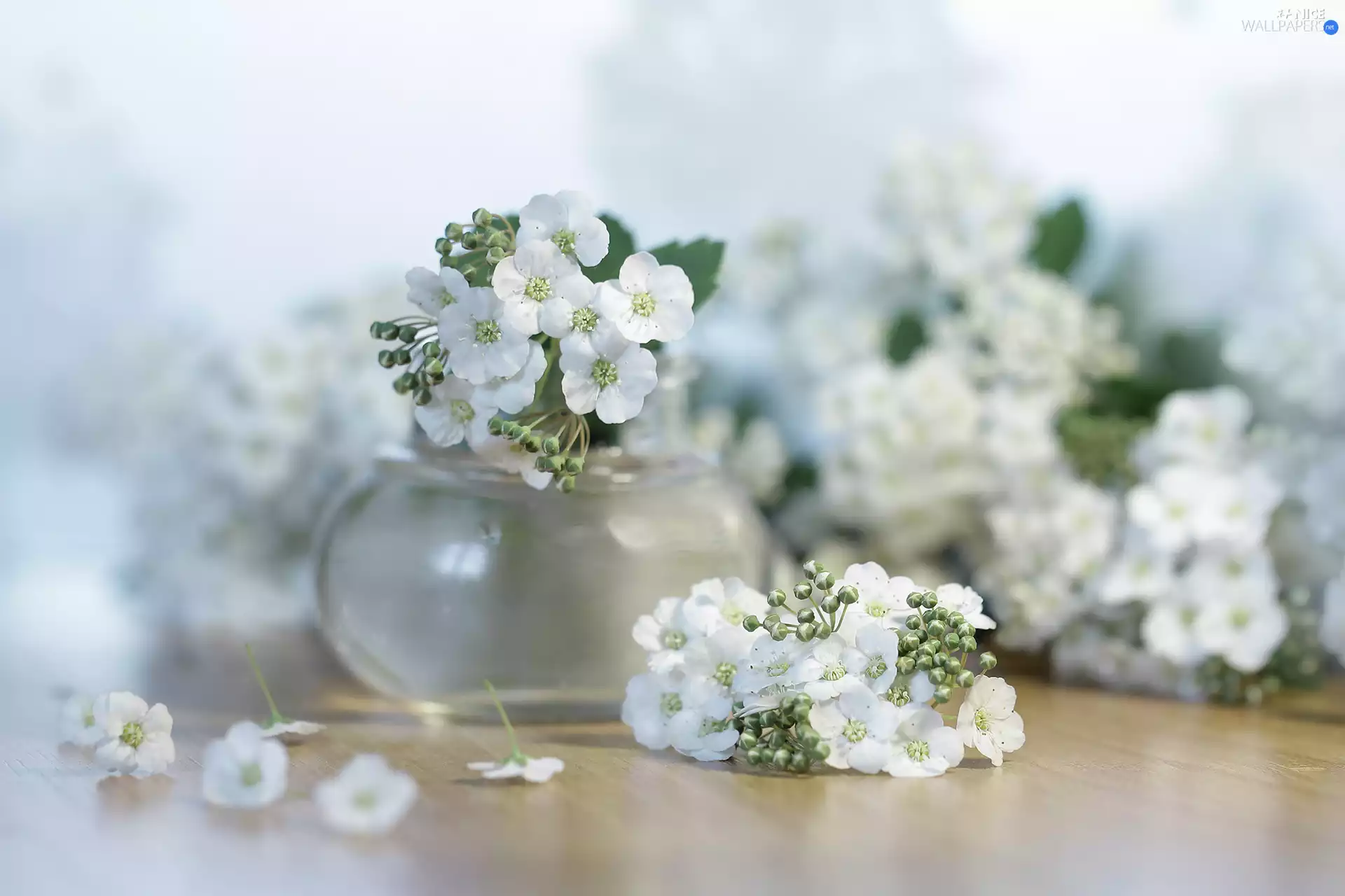 Spiraea, Flowers, vase, White