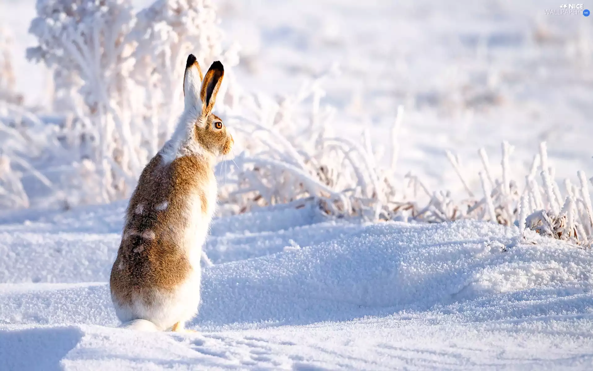 rime, White-tailed Jackrabbit, winter