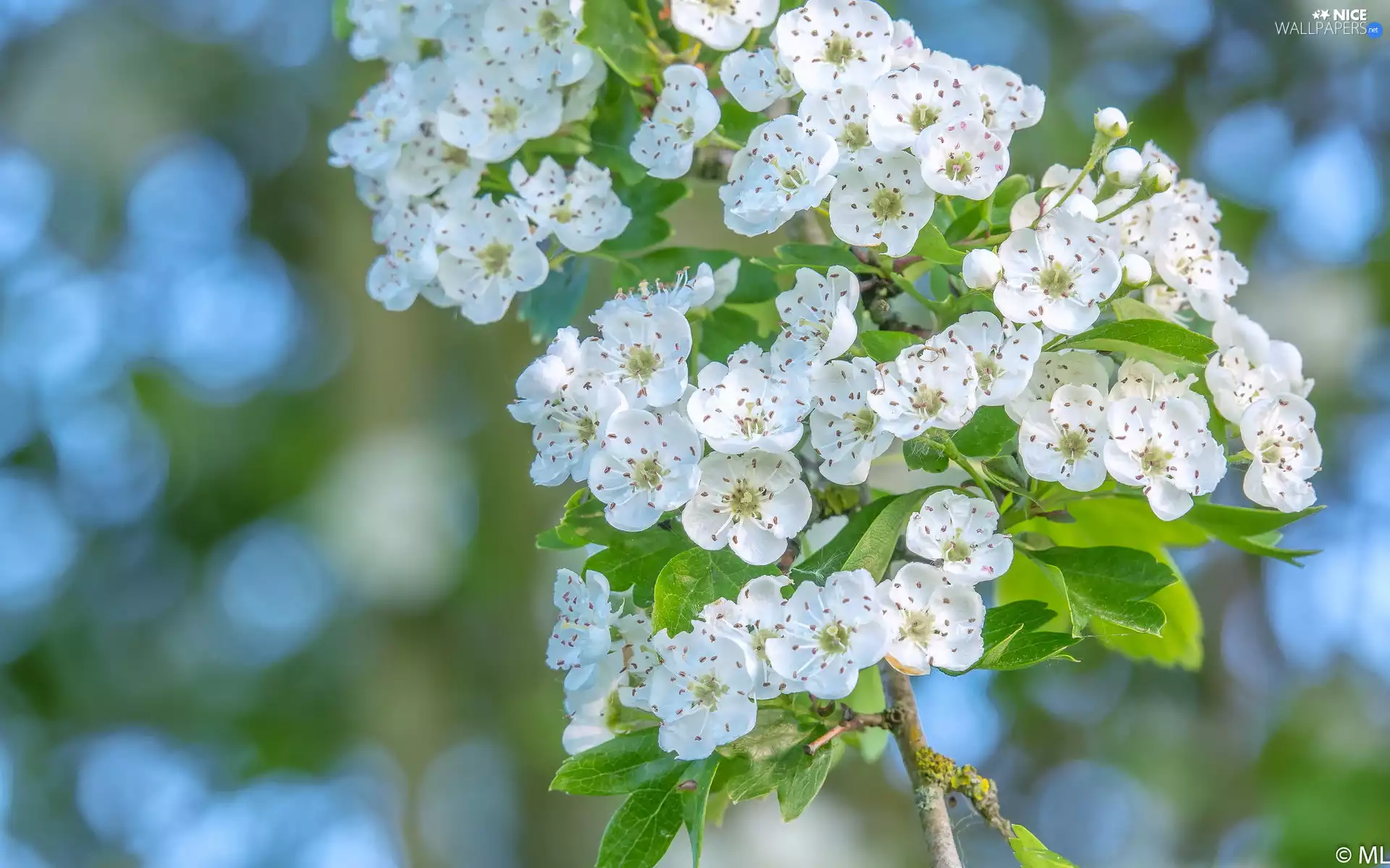 Flowers, leaves, twig, White, Fruit Tree