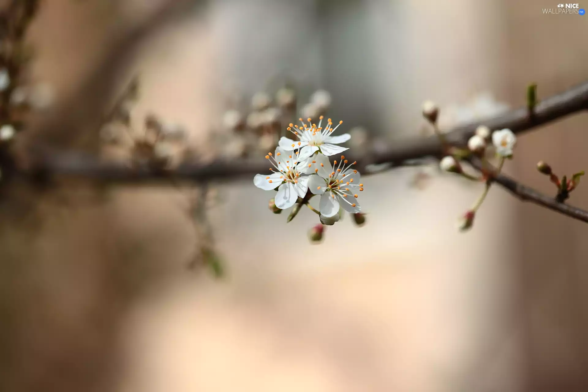 Fruit Tree, rapprochement, White, Flowers, twig