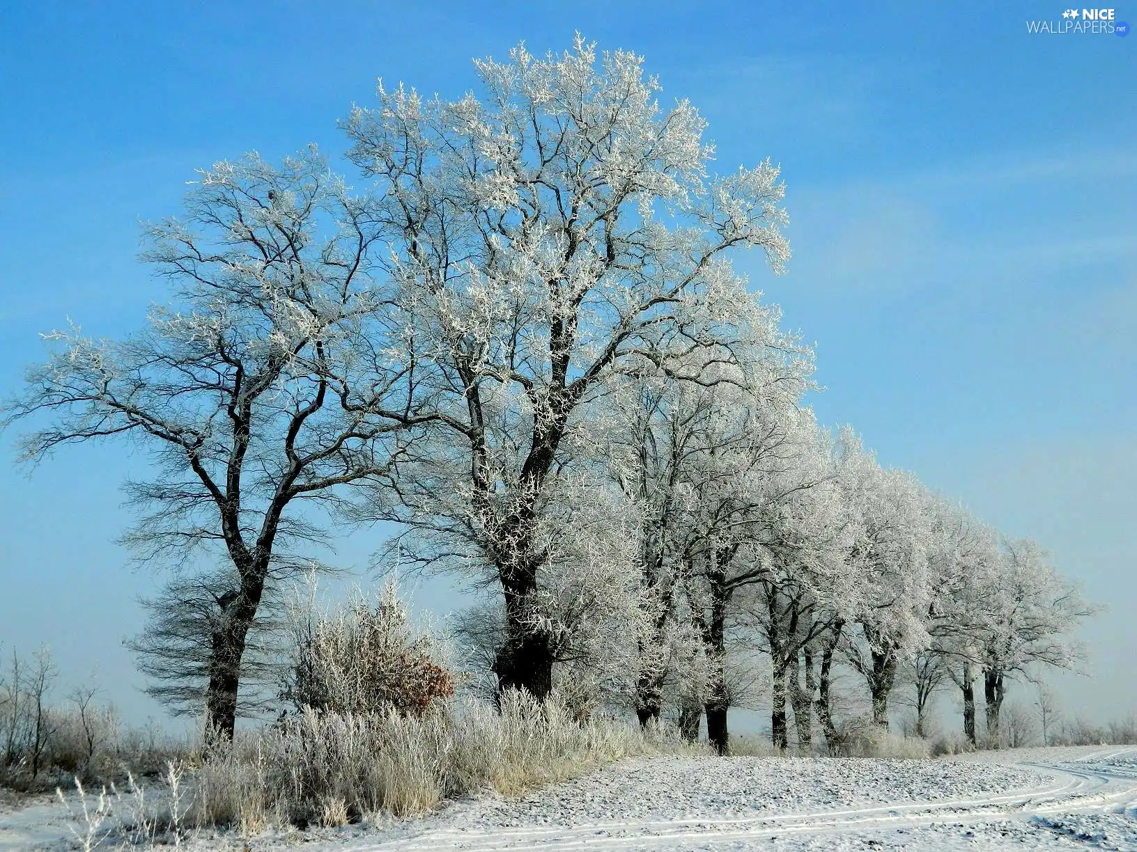 winter, viewes, White frost, trees