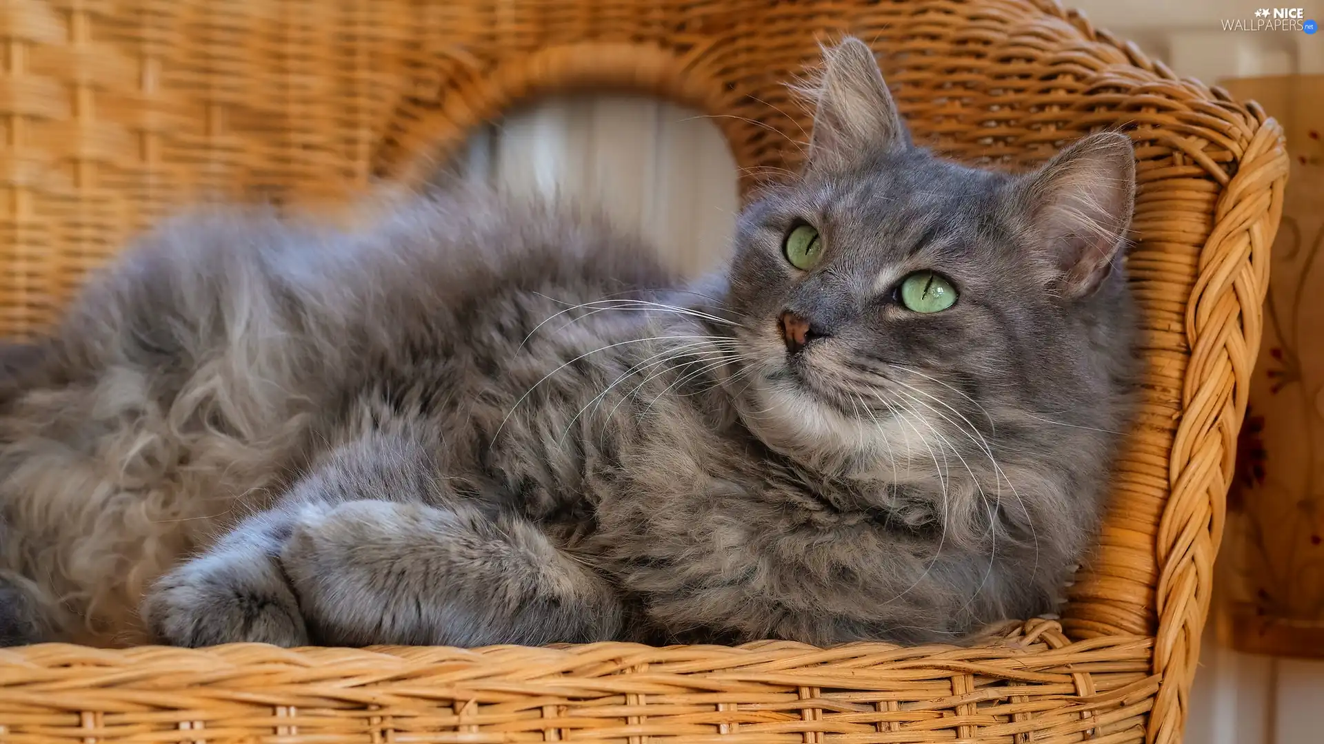 green ones, Gray, wicker, Armchair, Eyes, cat