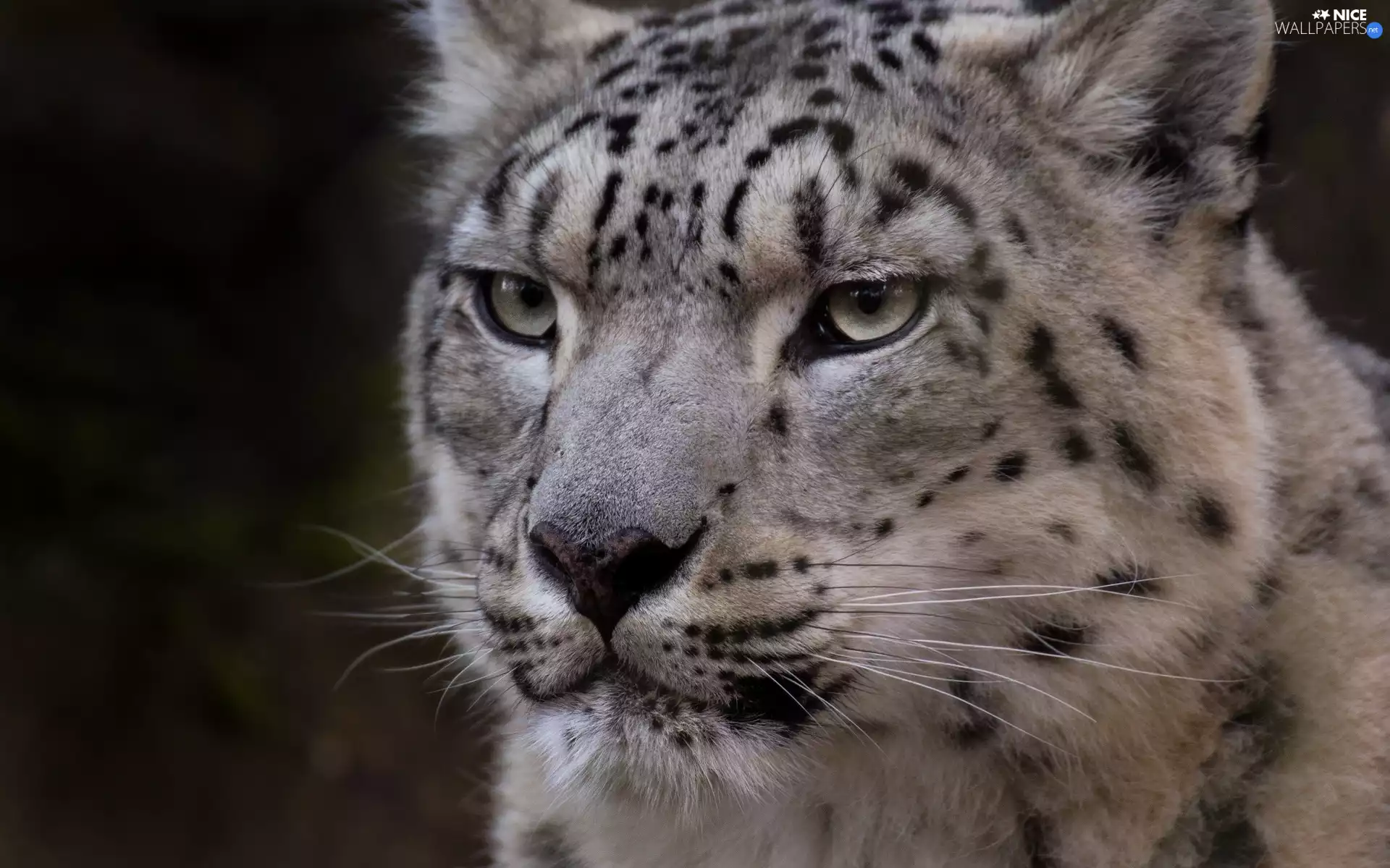 cat, snow leopard, wild