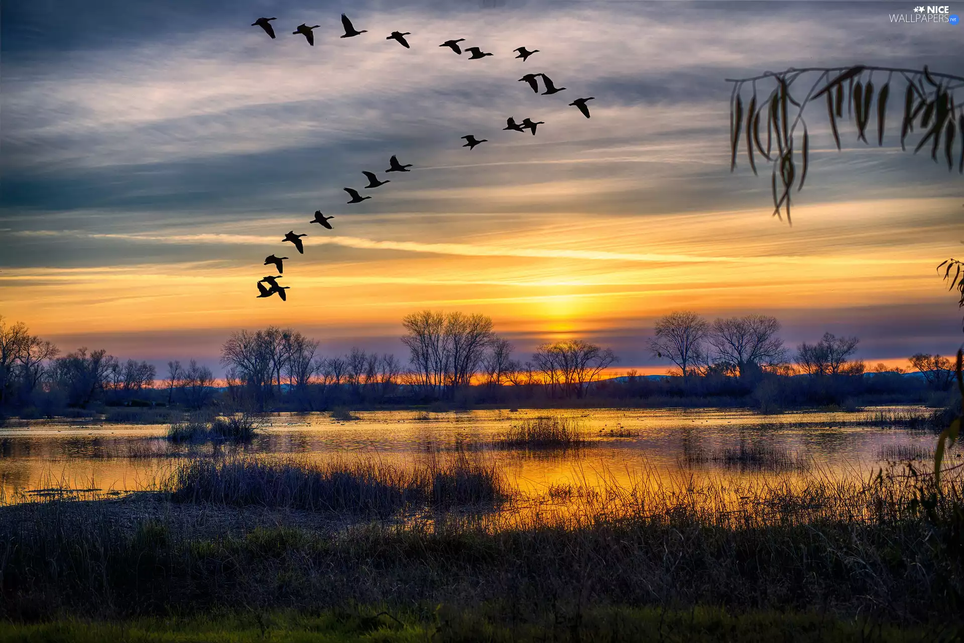 wild, geese, VEGETATION, lake, viewes, birds, Great Sunsets, trees